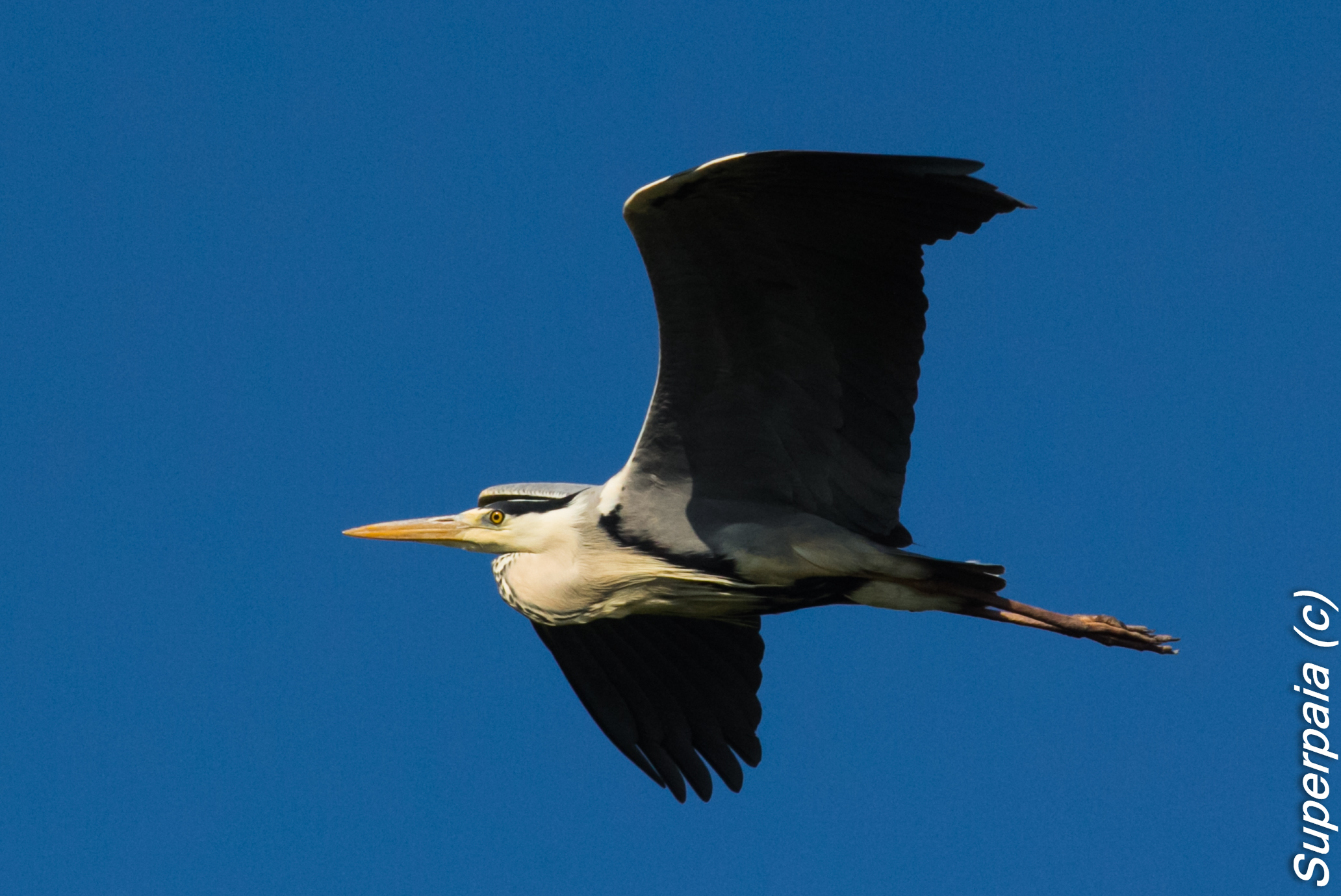Grey Heron