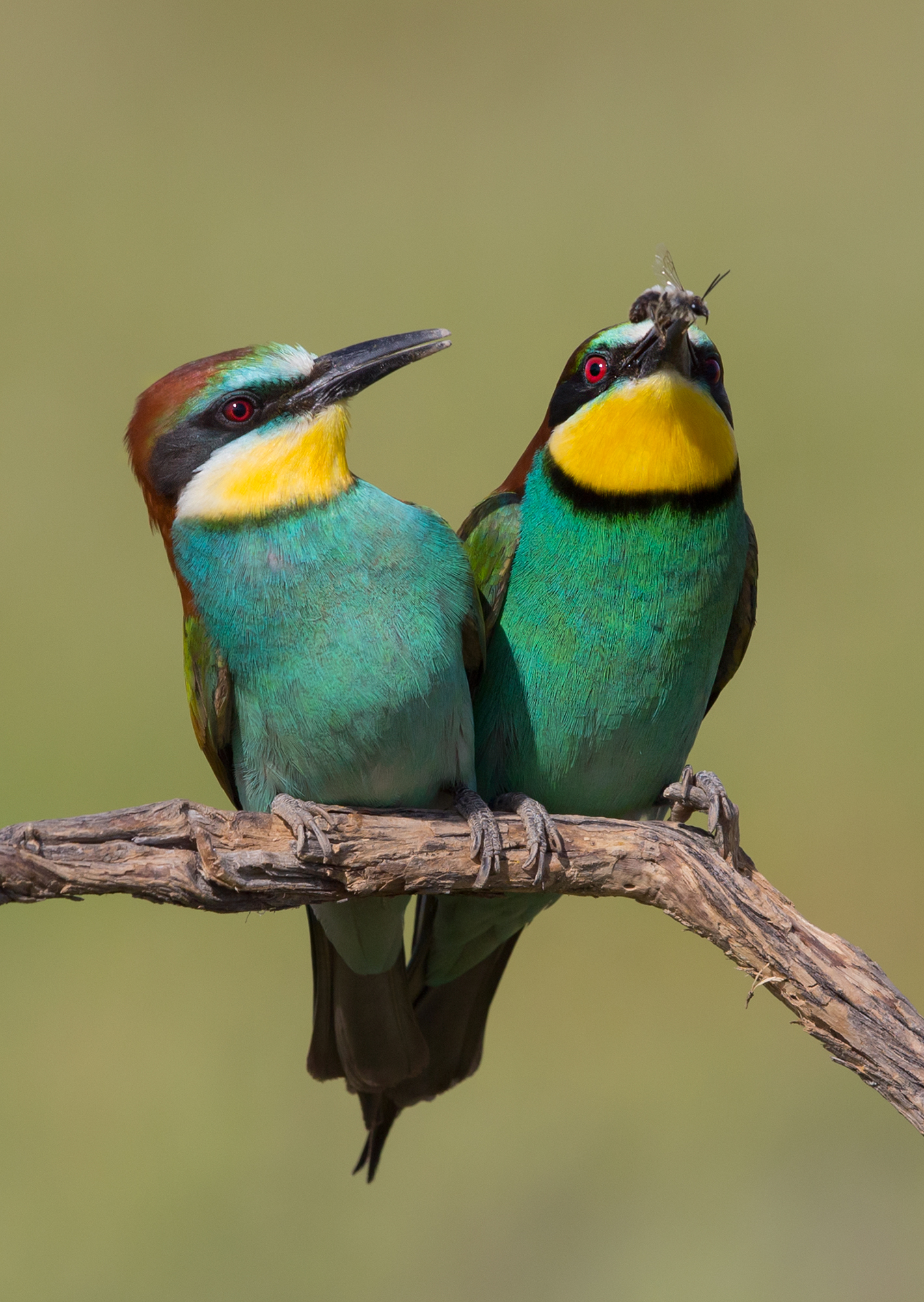 bee-eater