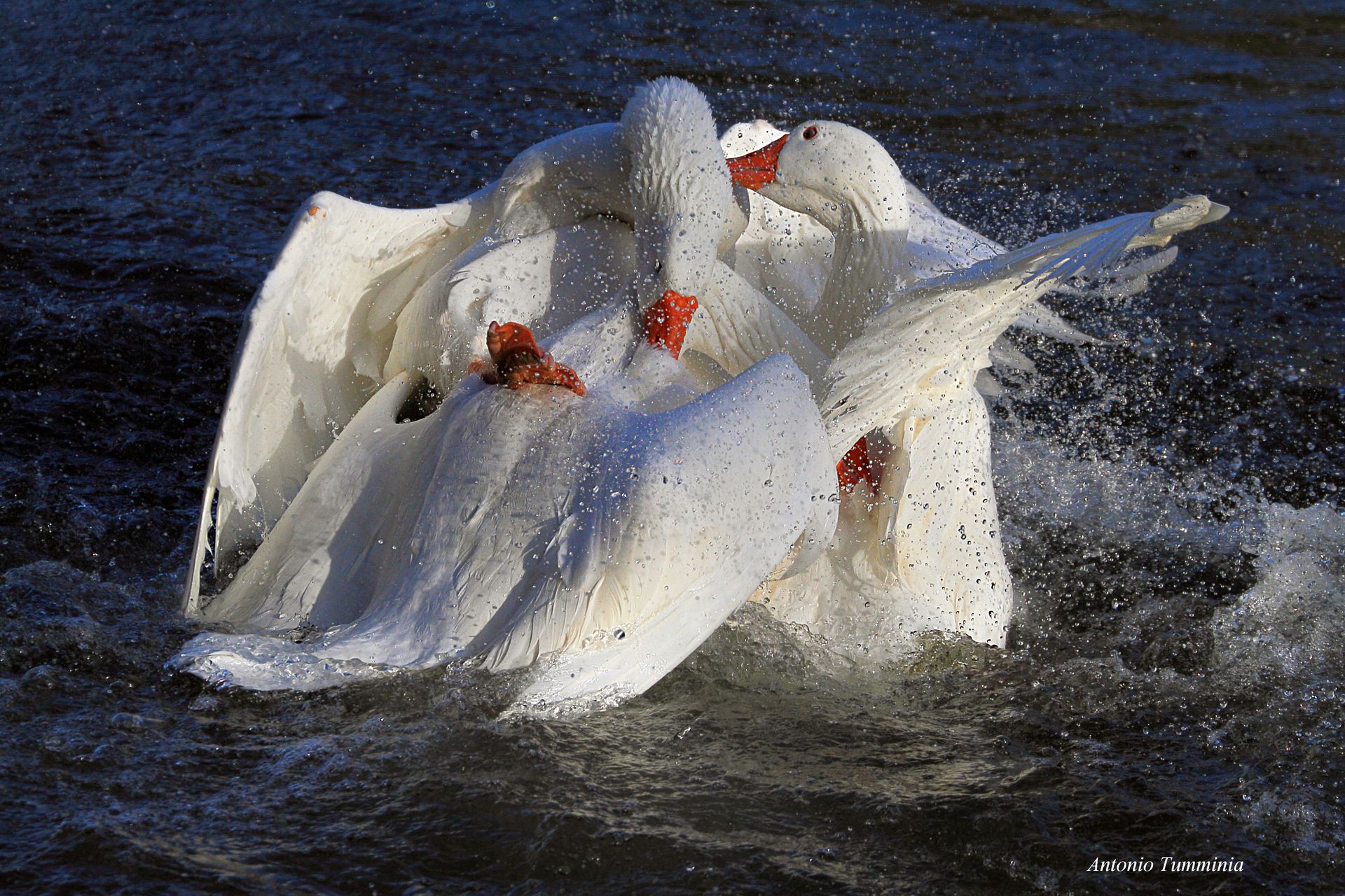 Fighting between males of geese