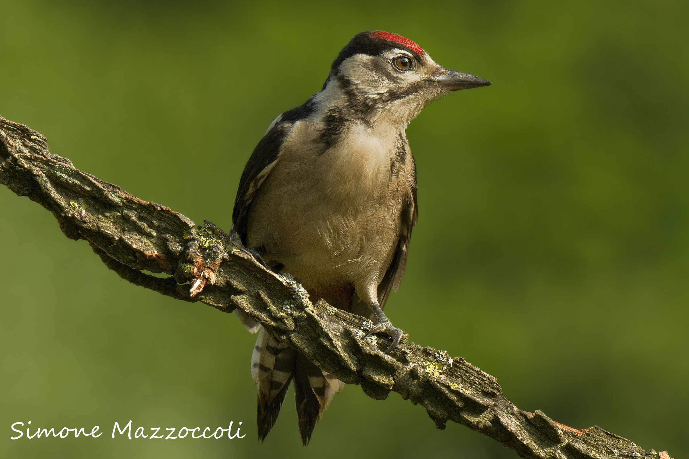 Picchio rosso juvine