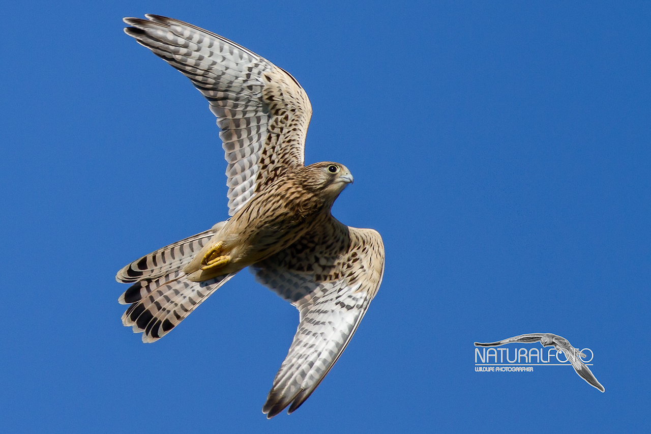 Kestrel - Births this year