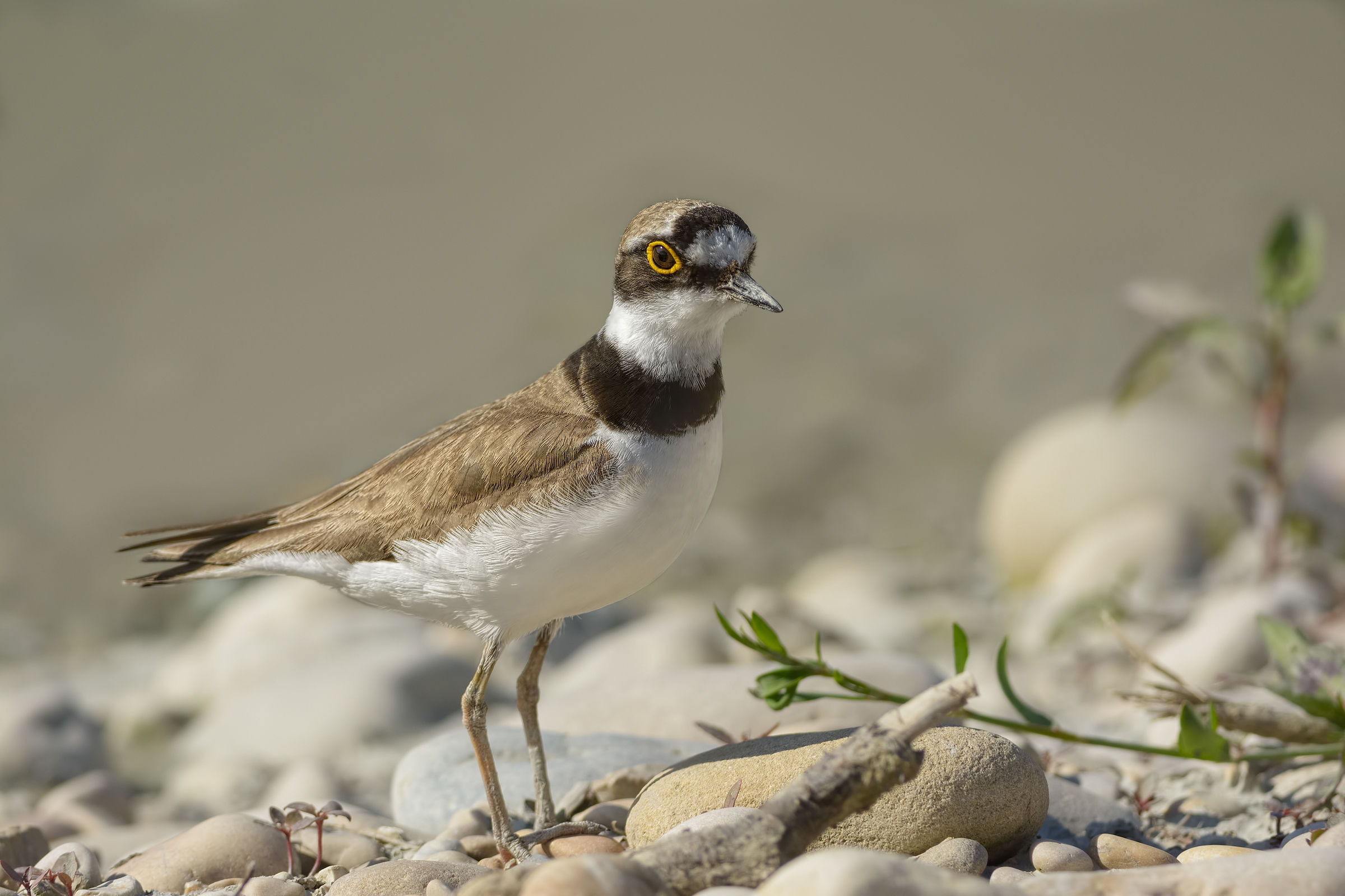 Little Ringed Plover (Charadrius dubius)