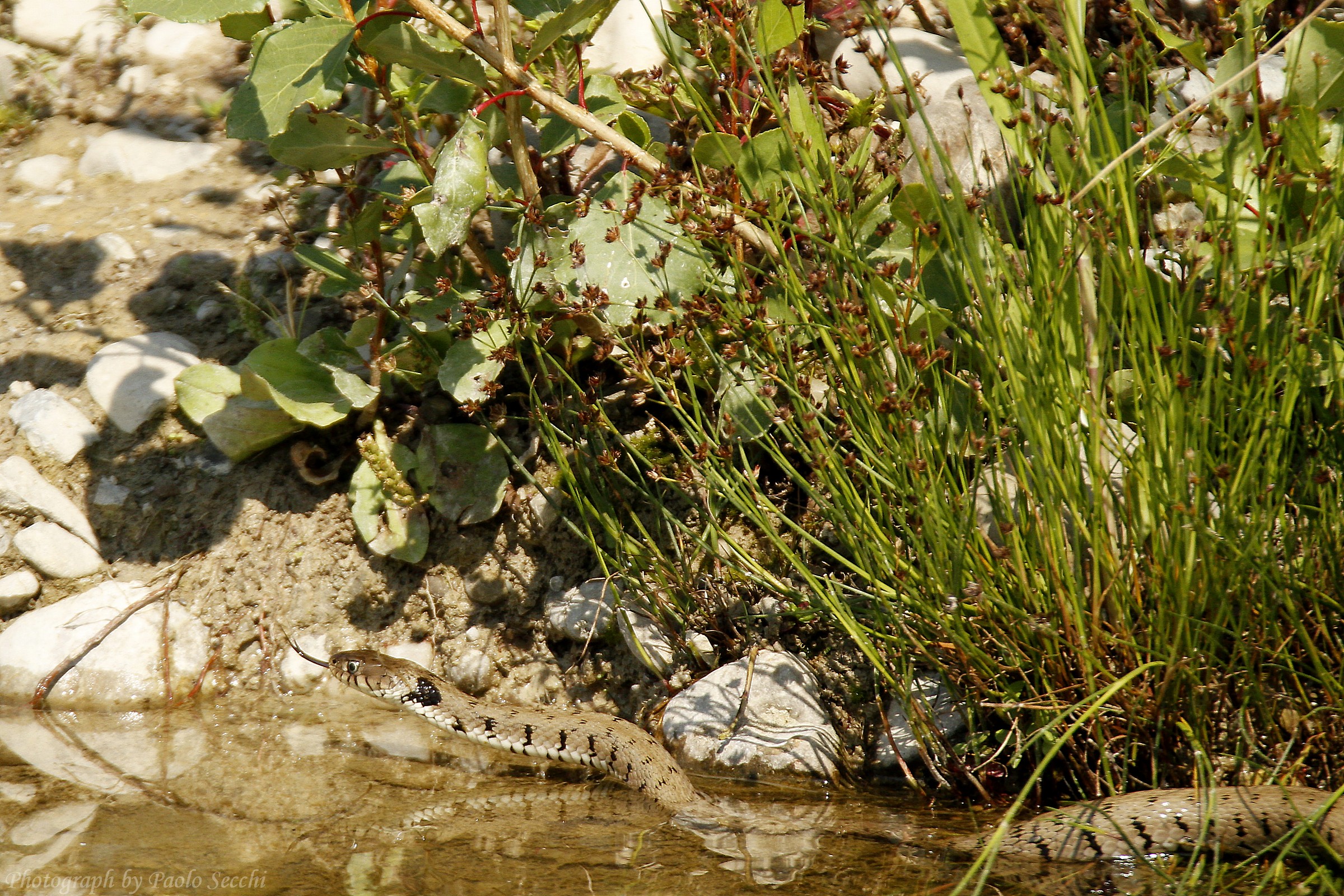 Grass Snake