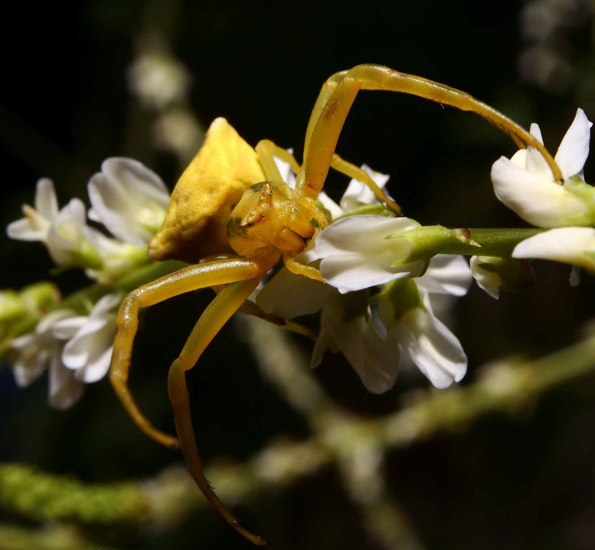 Misumena Vatia