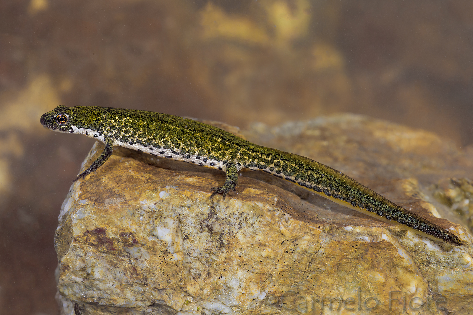 Tritone Italico (Lissotriton italicus)