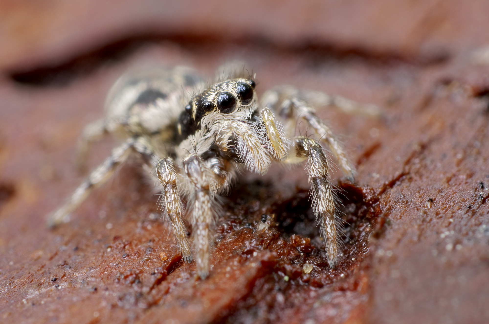 Salticus scenicus