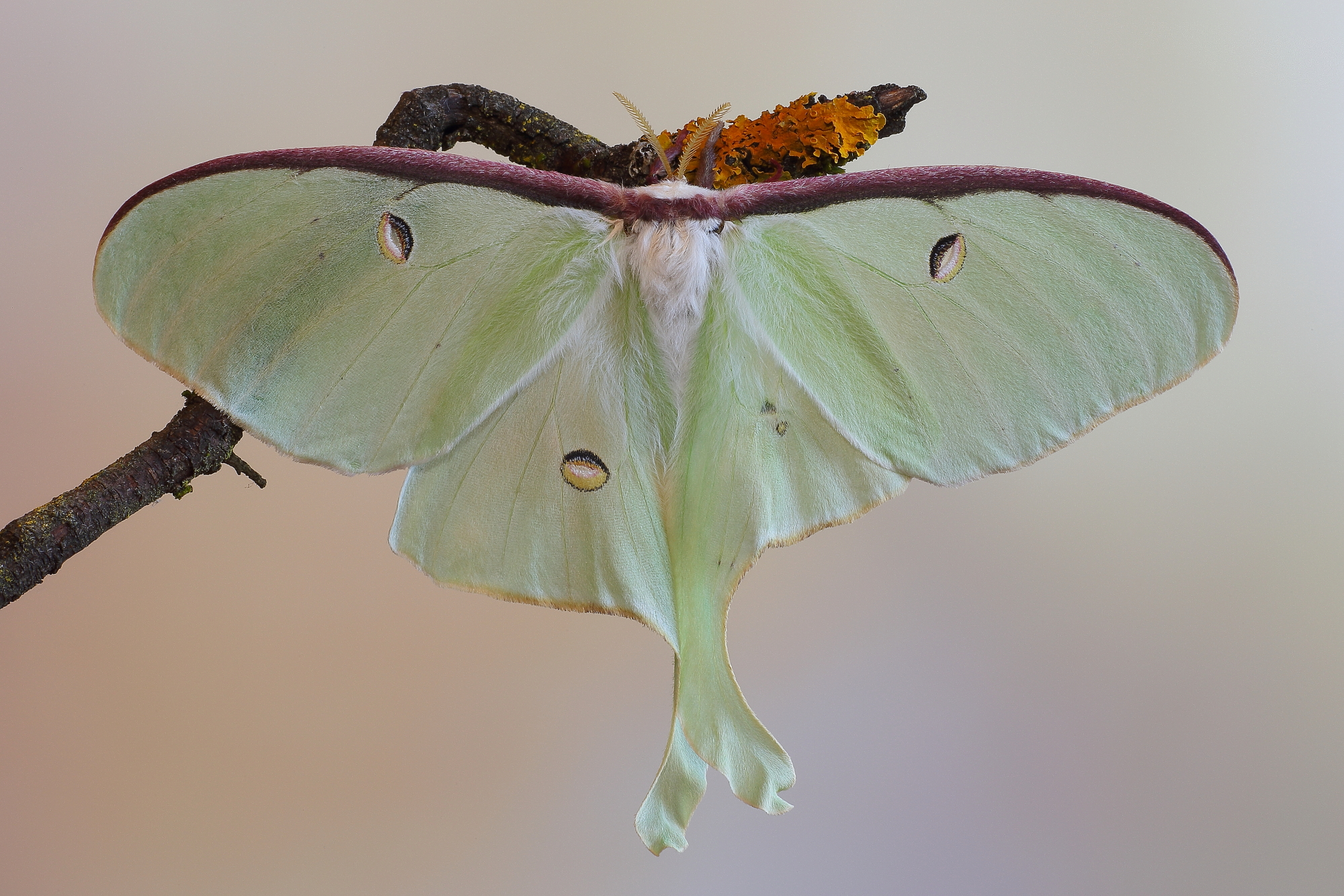 Luna Moth