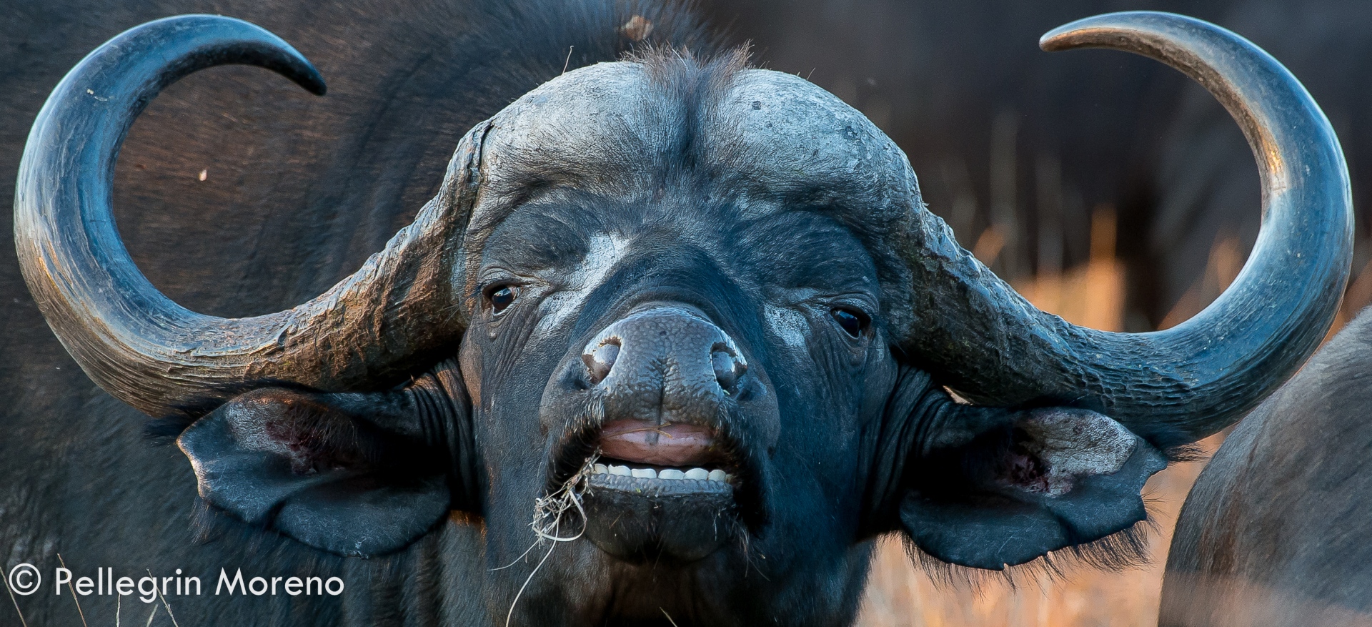 Cape Buffalo