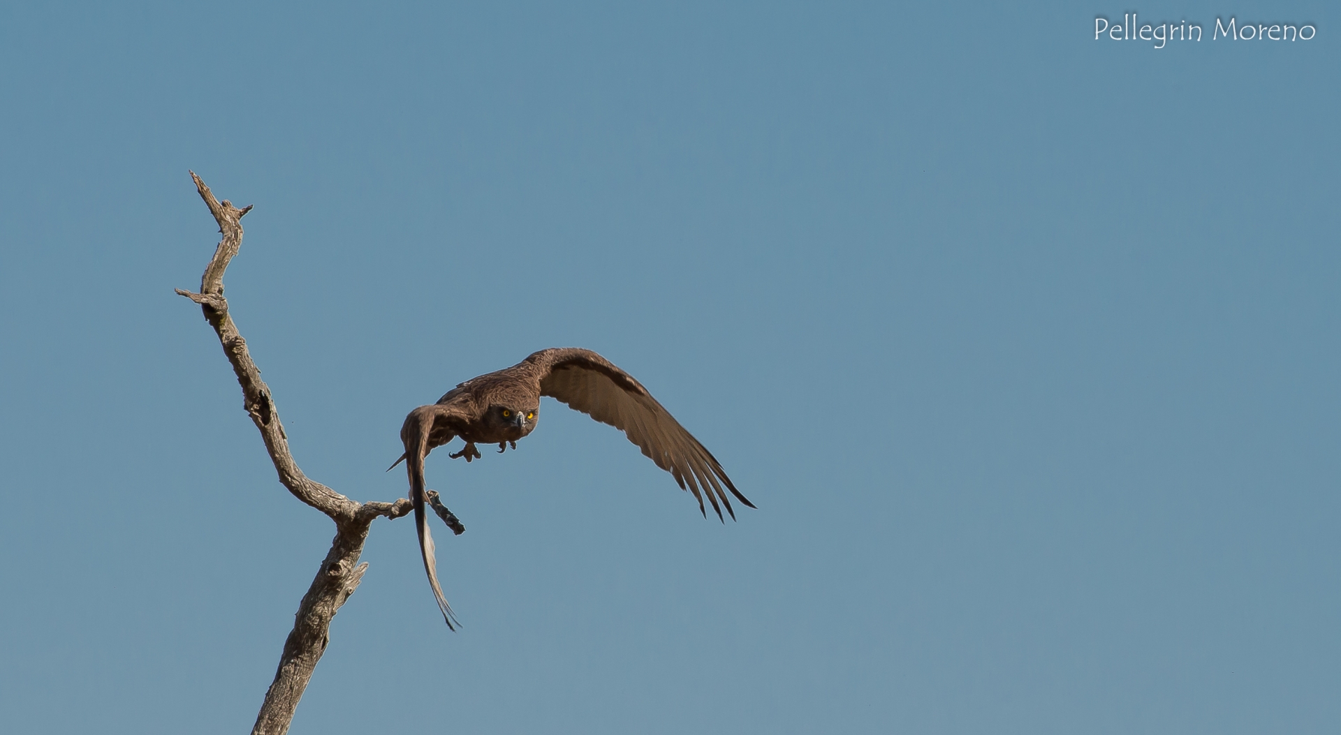 Aquila Marziale Afrikana