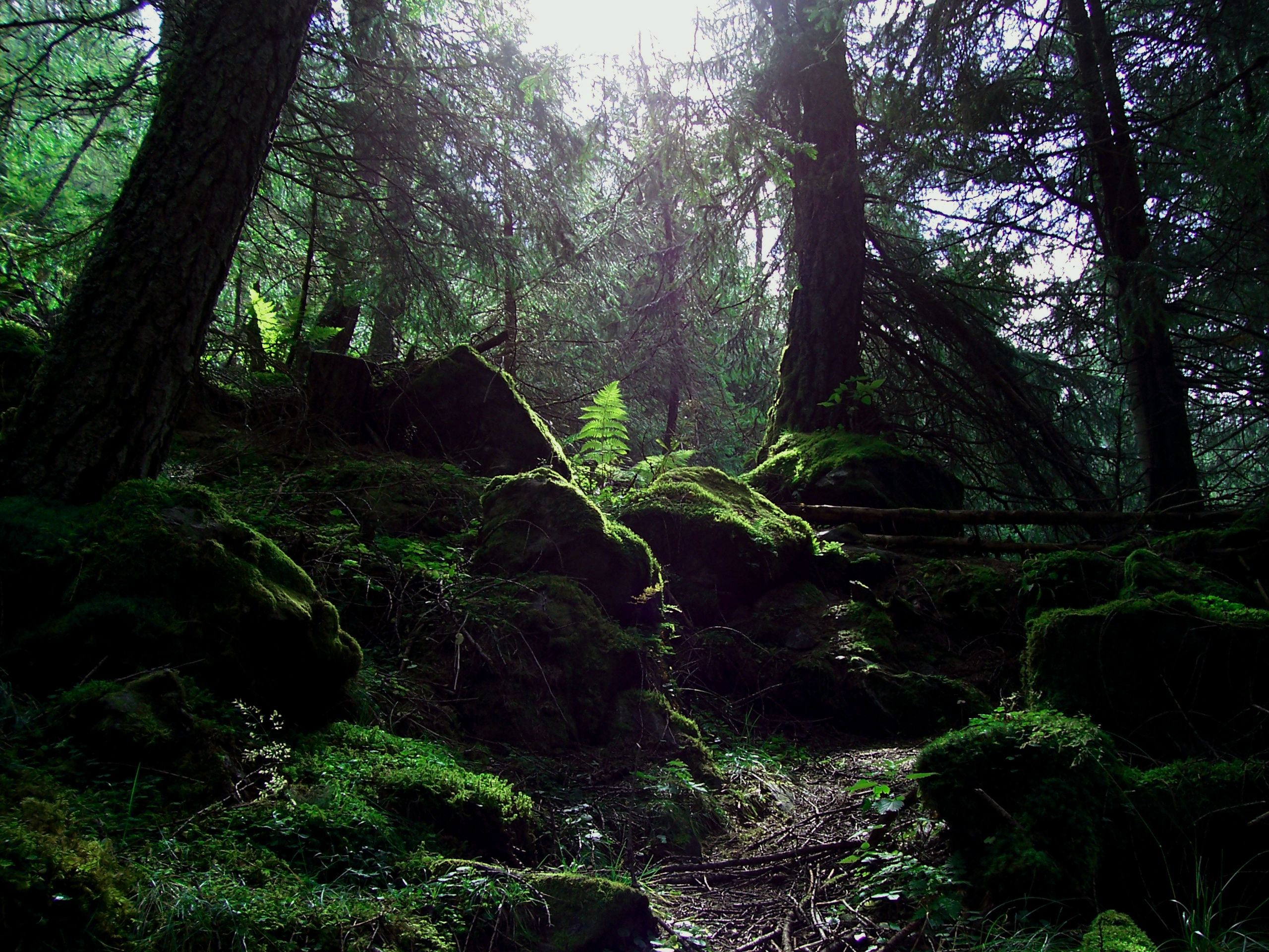 the kingdom of the elves ...