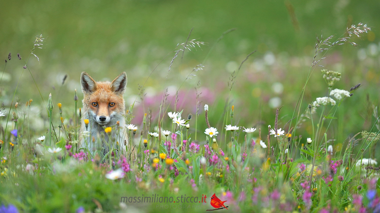Red Fox