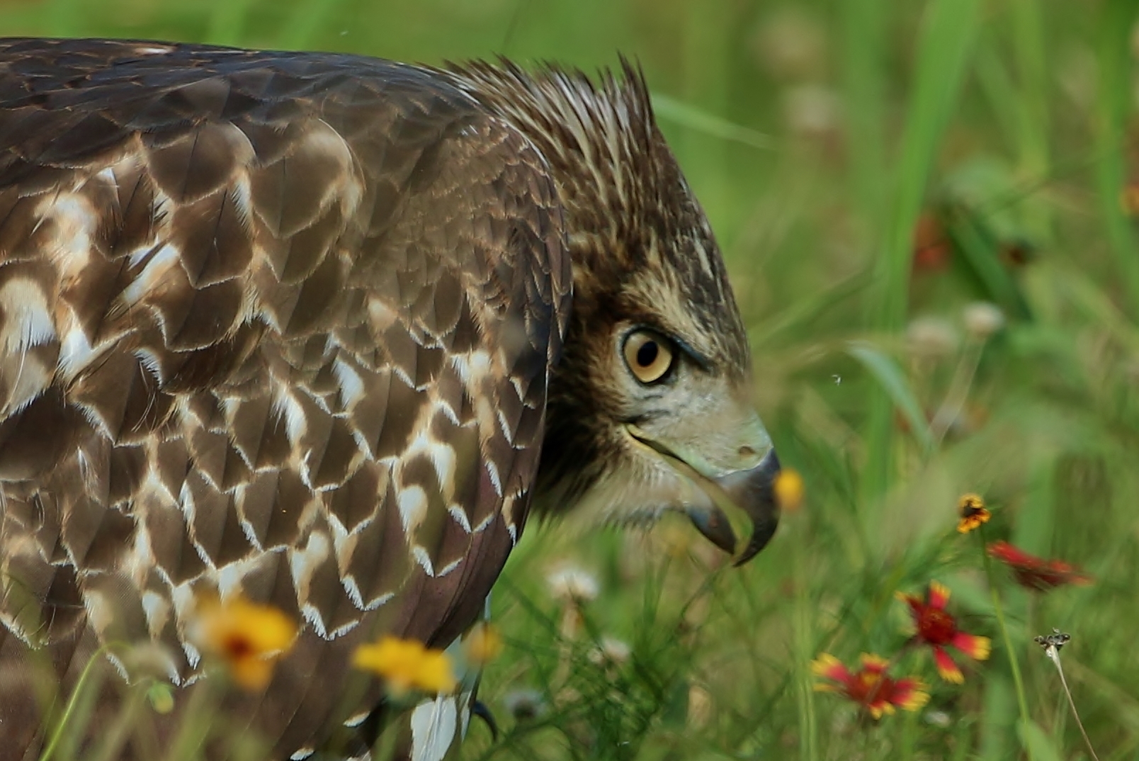 Che cosa stai guardando