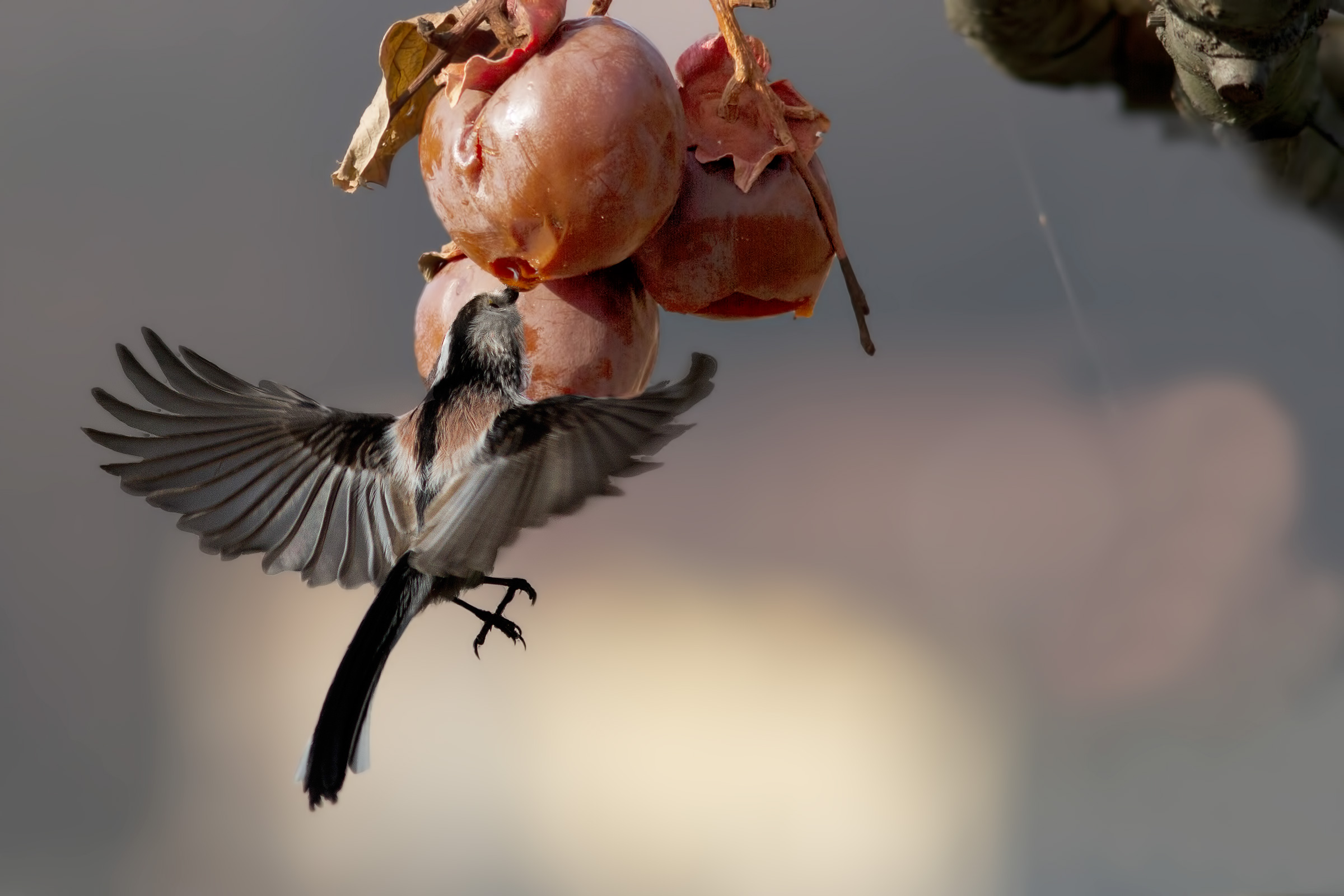 Long-tailed Tit (the sweet finish line)