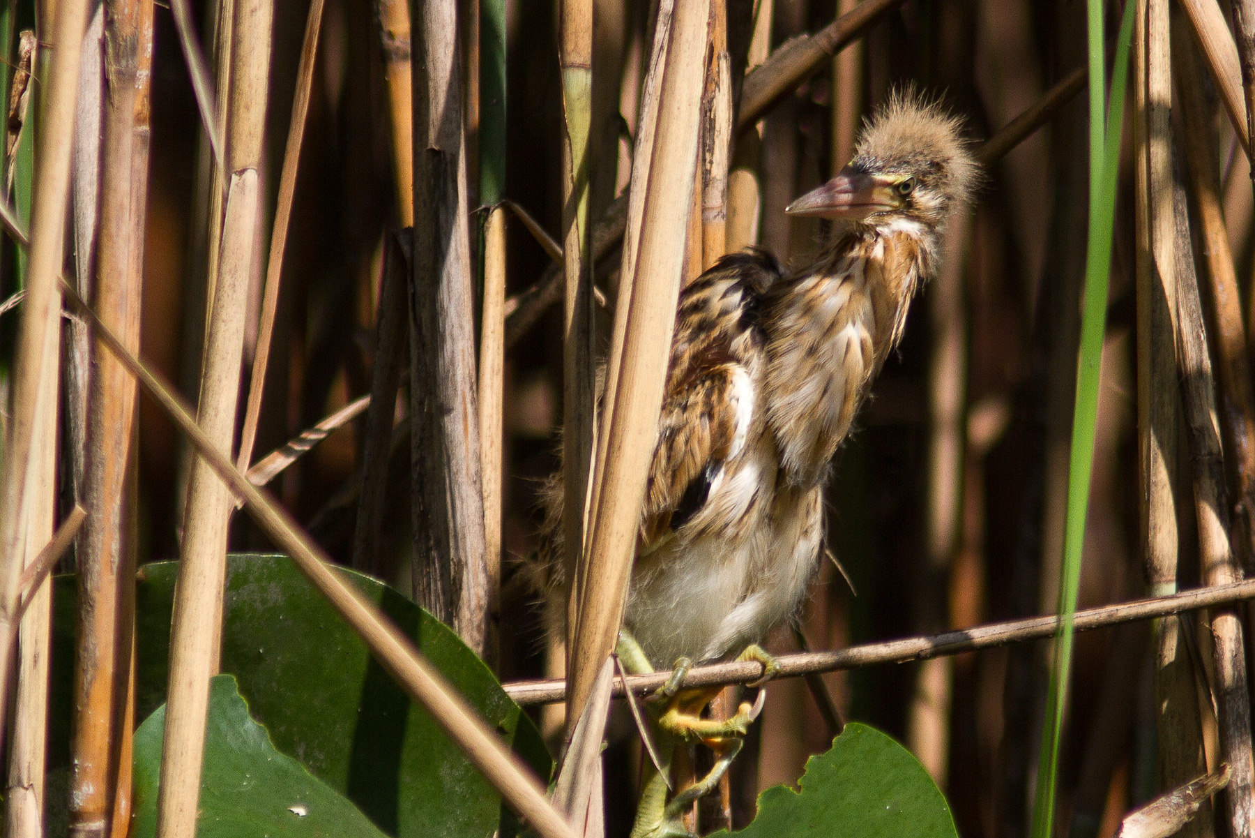 Pullo intrigued by Bittern
