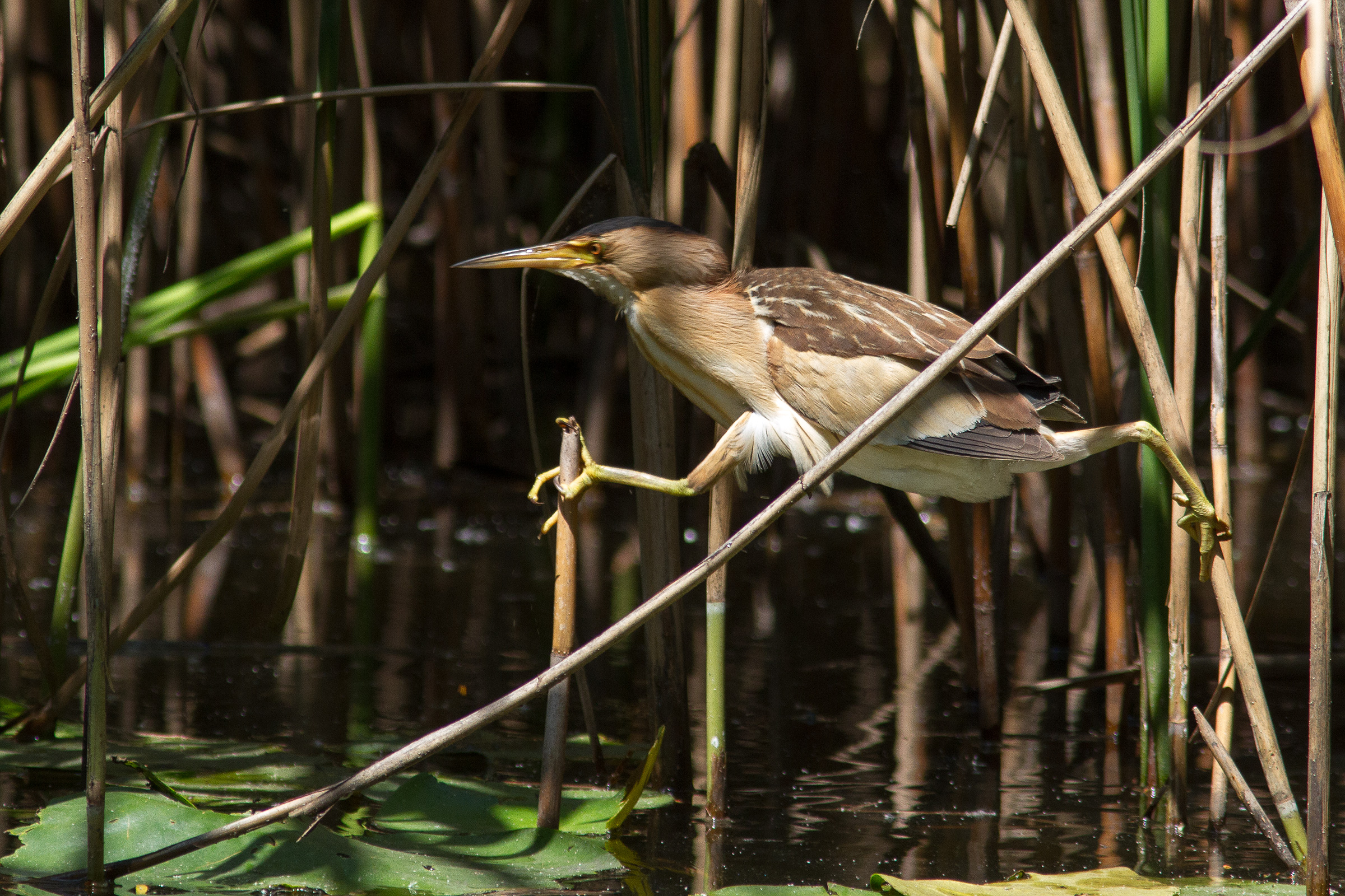 Female Little Bittern (arriving for the 'cue)