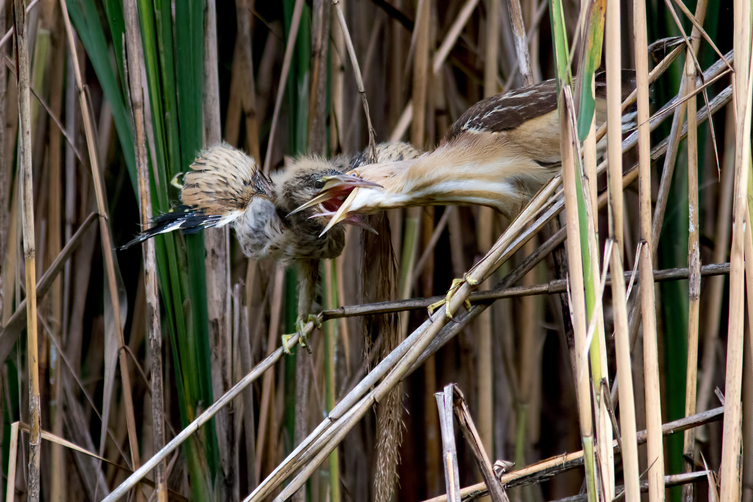 Bittern 's cue