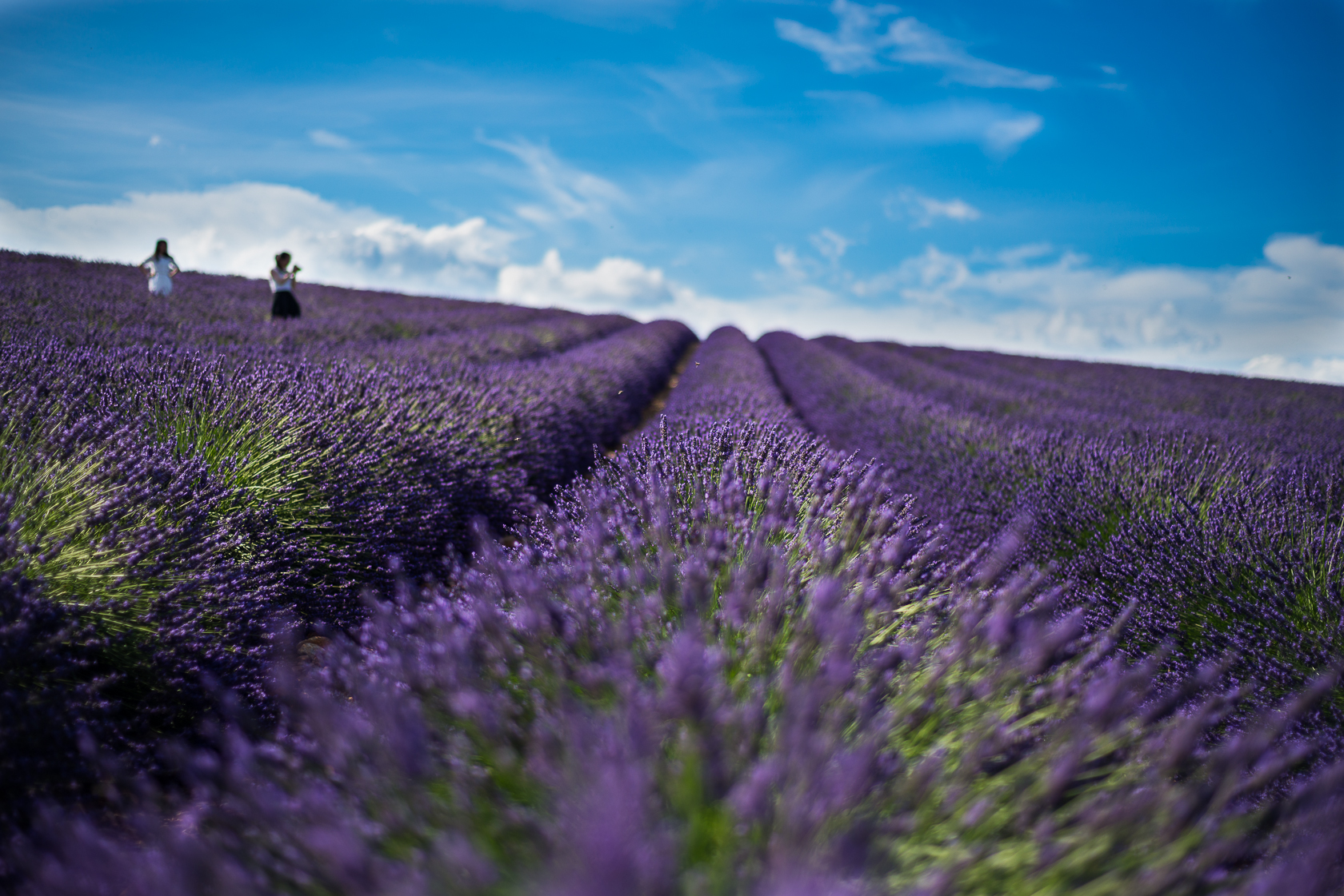 Lavanda