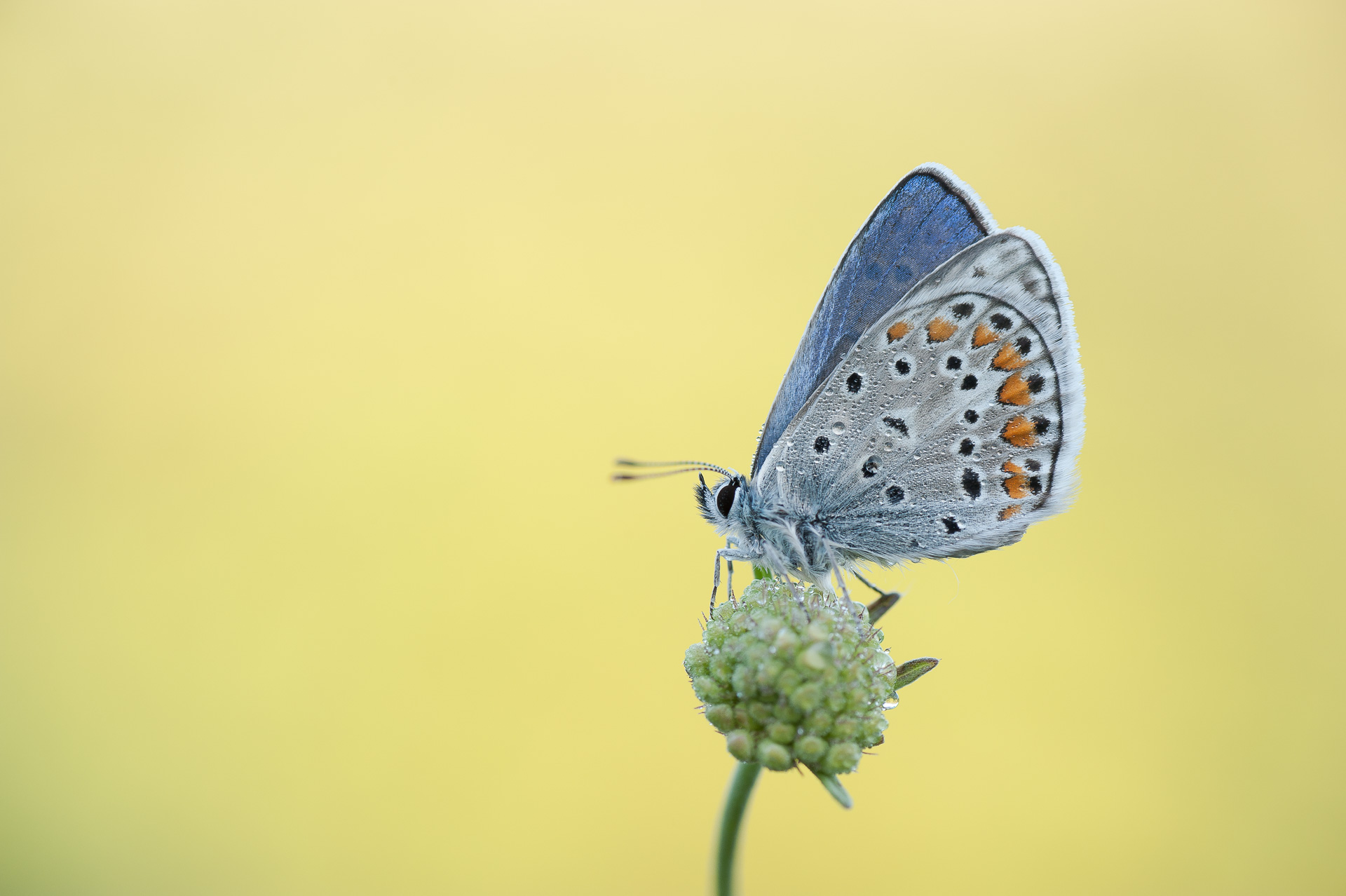polyommatus icarus (rottemburg, 1775)