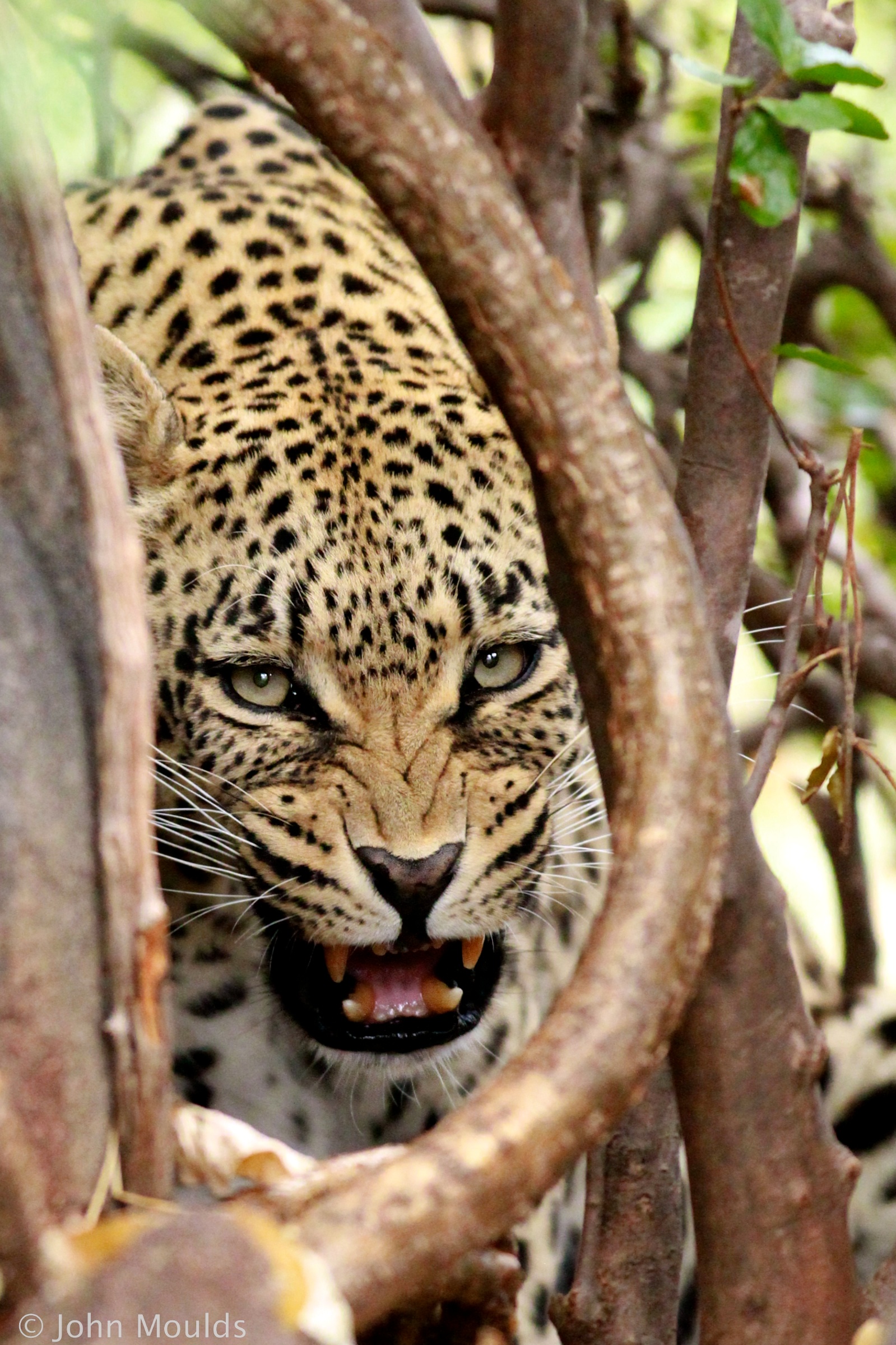Leopard...