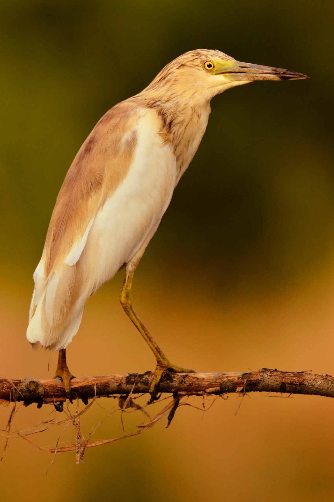 Sgarza ciuffetto al tramonto