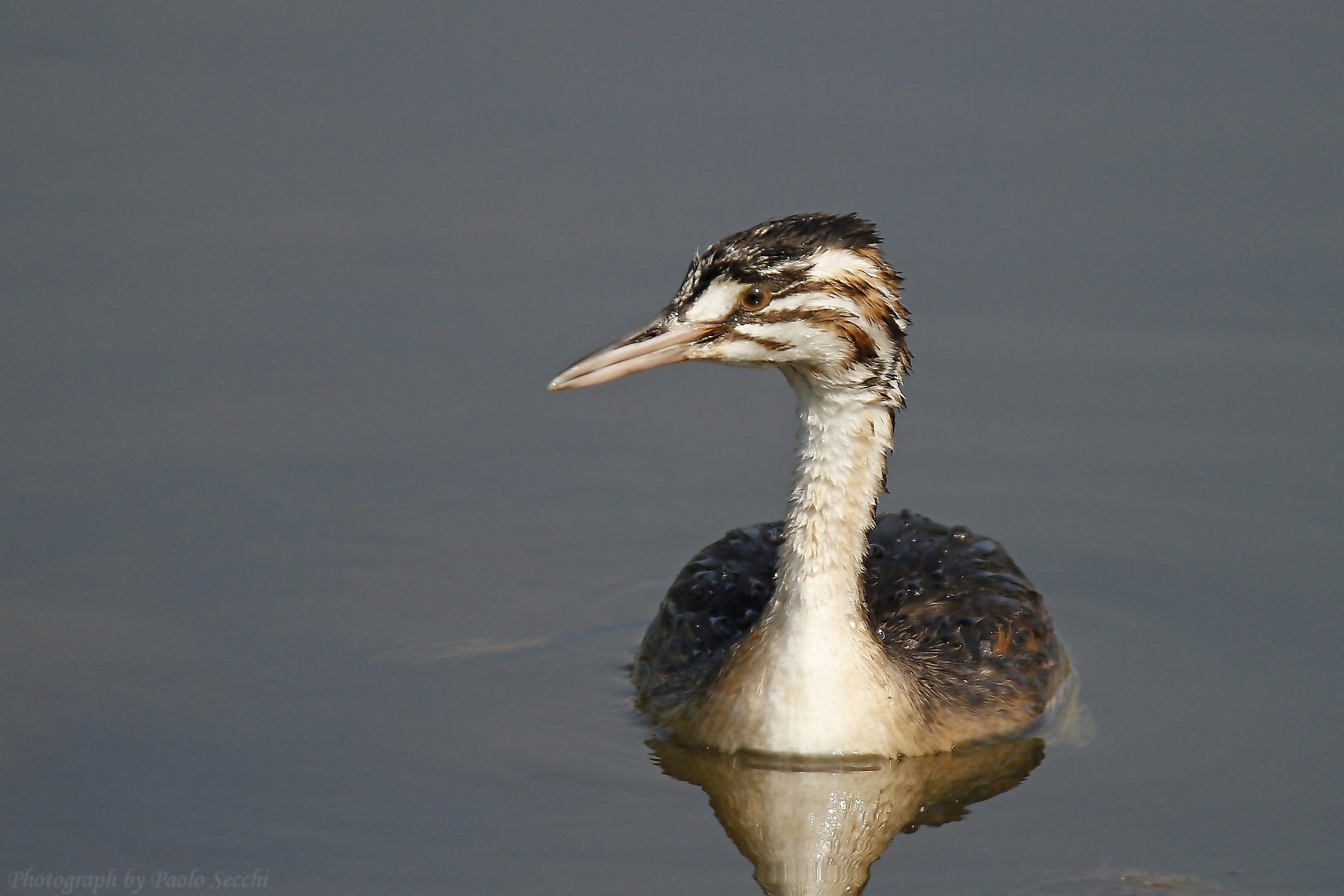 Young grebe