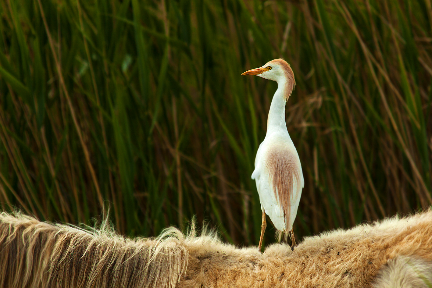 Egrets