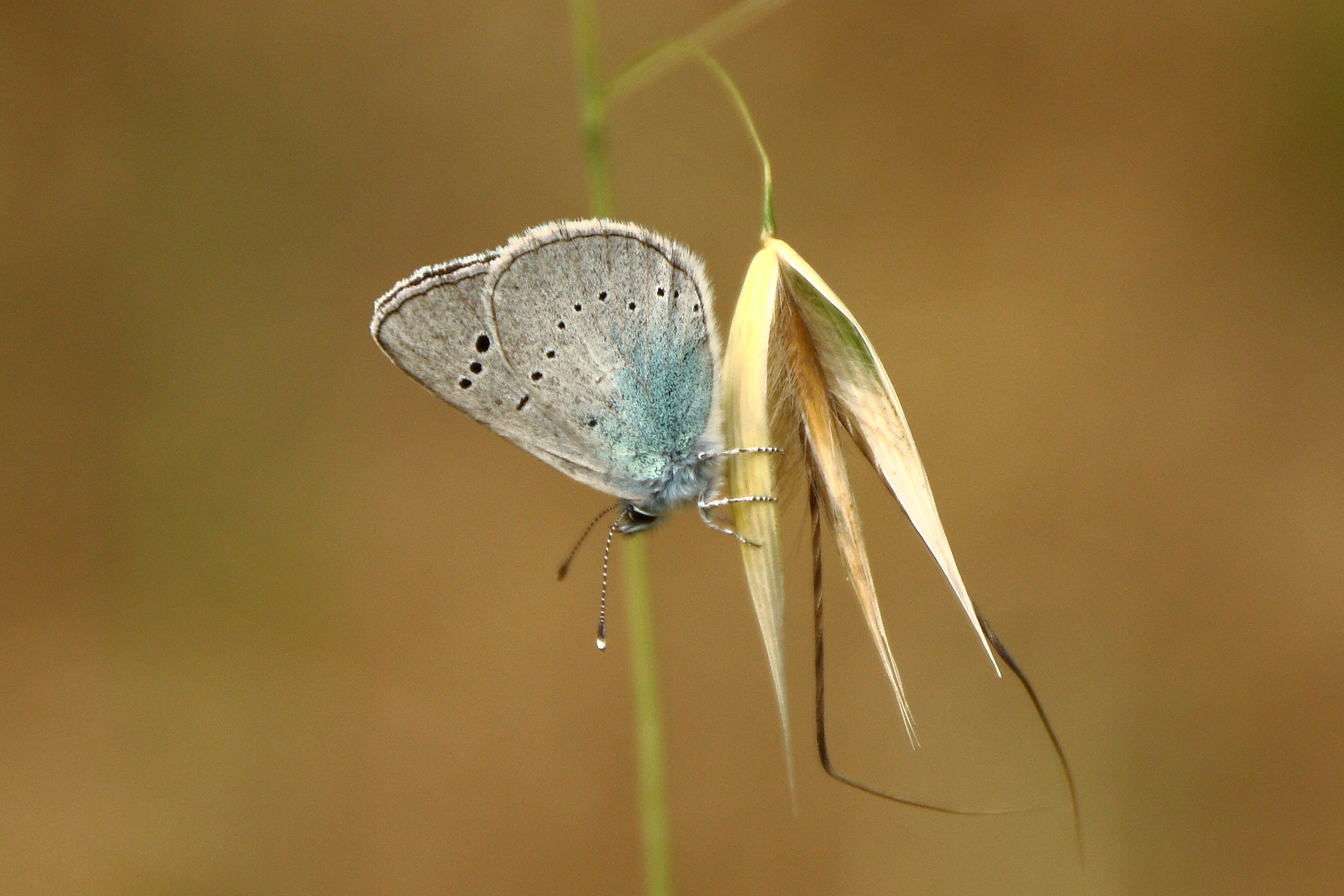 farfalla (prova di macro)