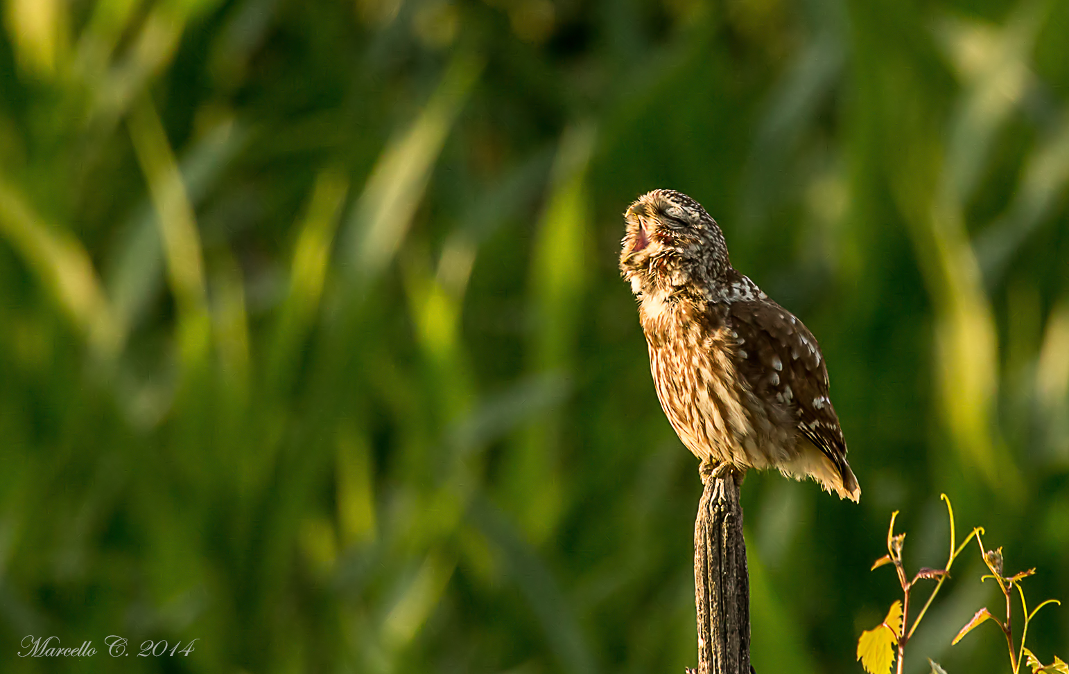 Athene noctua Civetta
