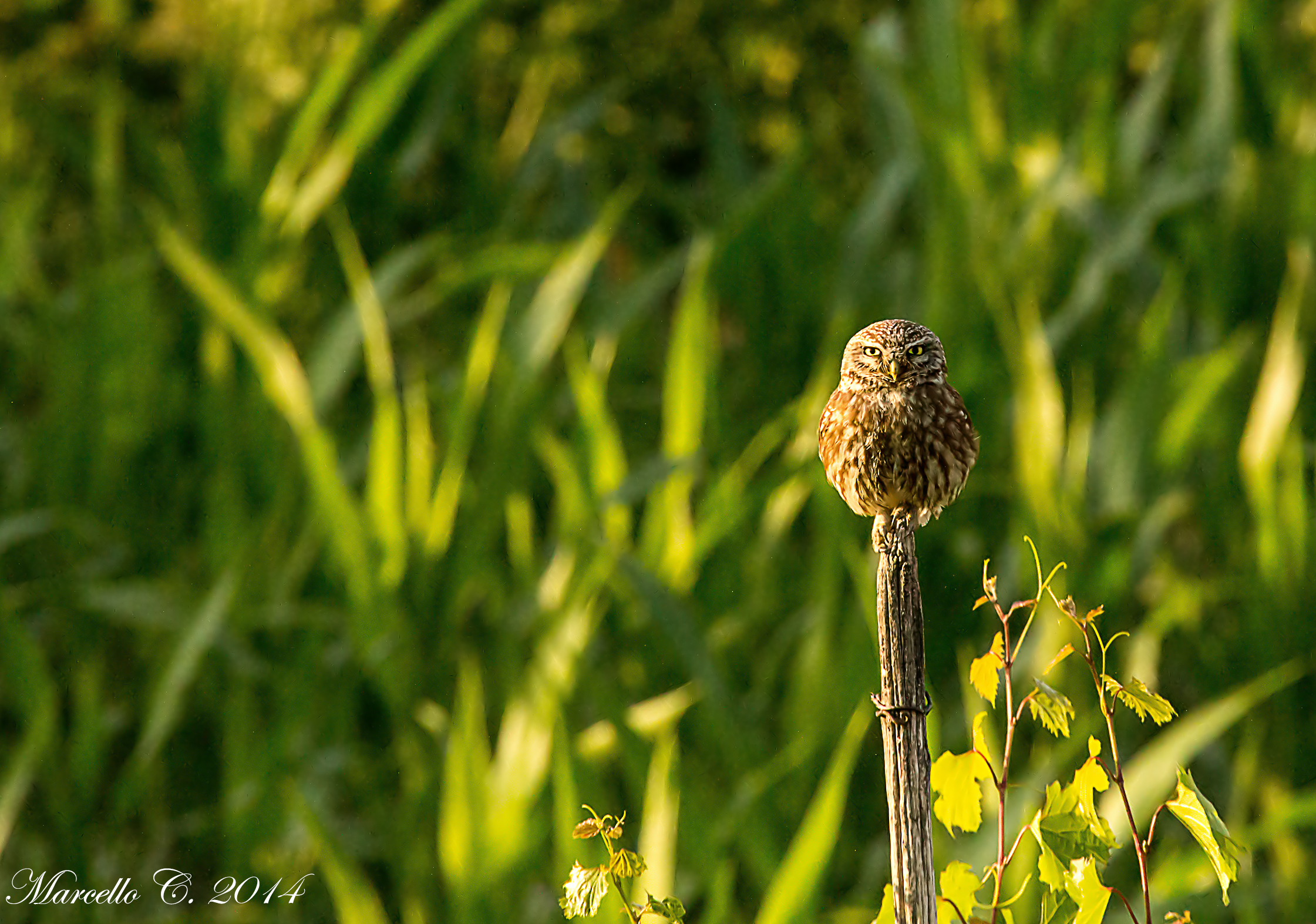 Little Owl Athene noctua