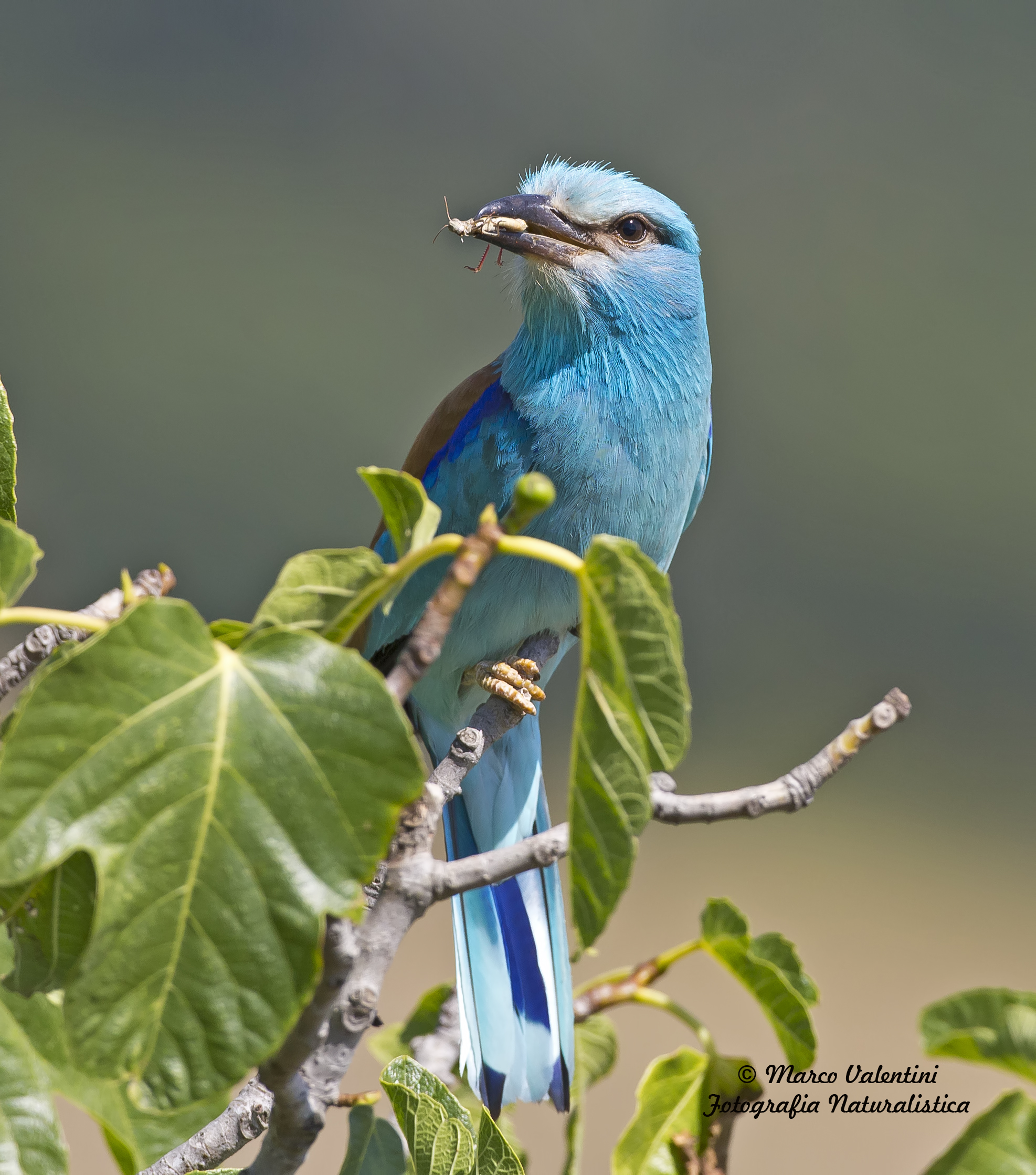 Le zampette rosse della cavalletta