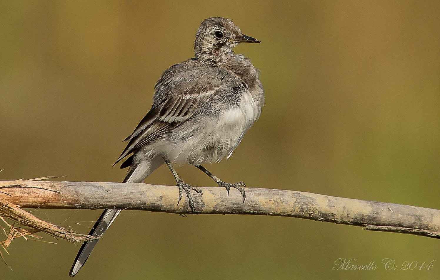 White Wagtail Motacilla alba young