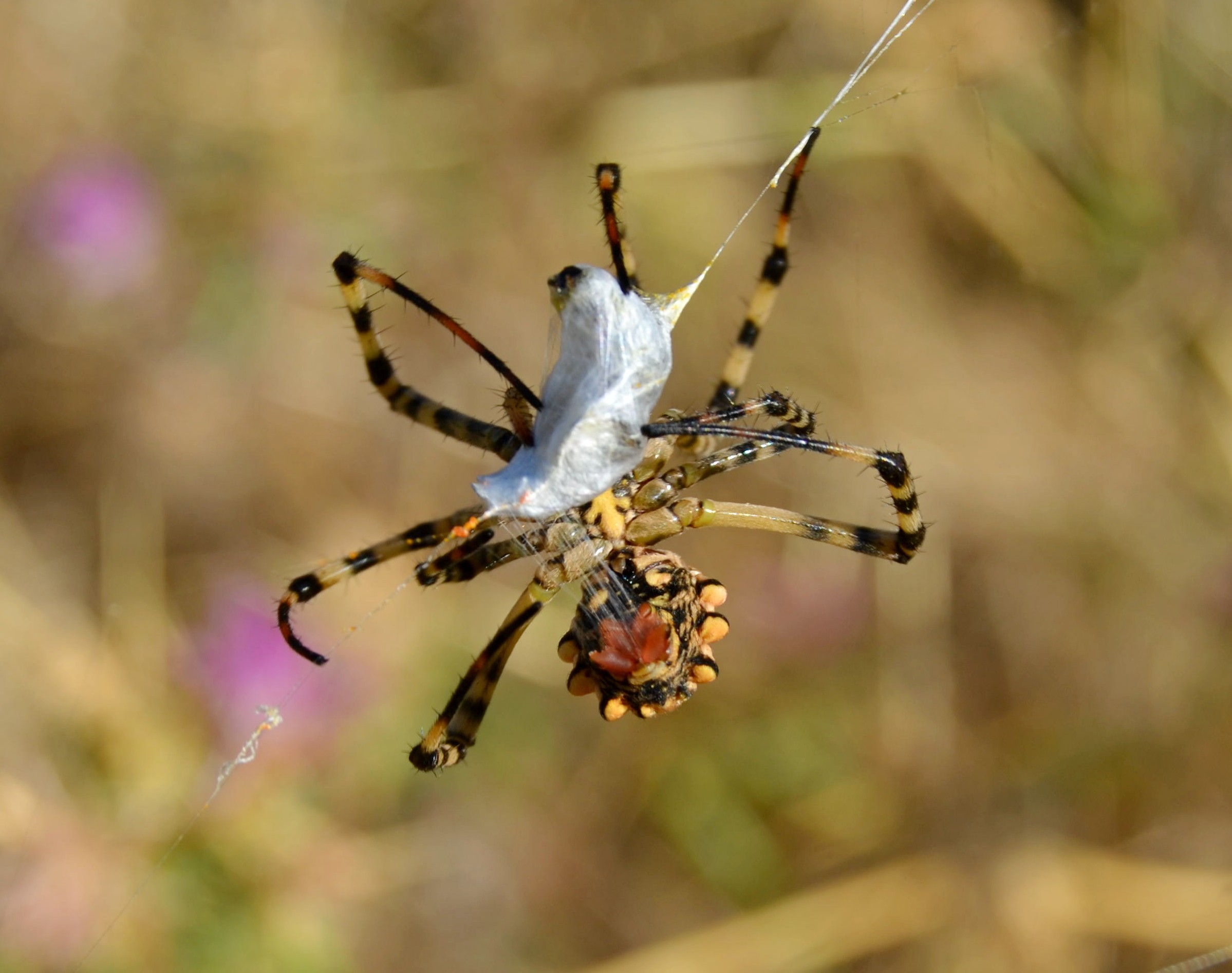 Spider wraps the prey