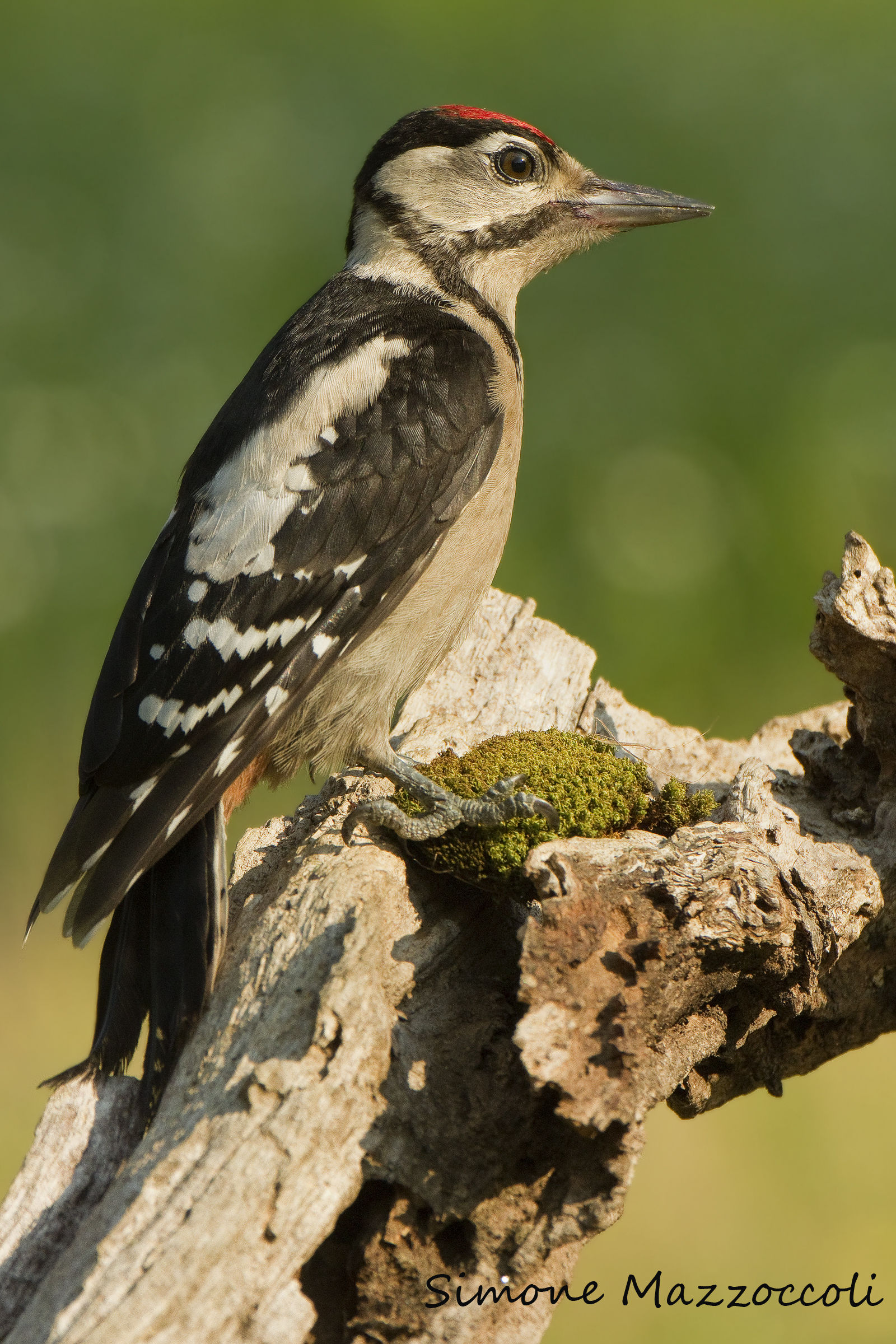 Woodpecker young