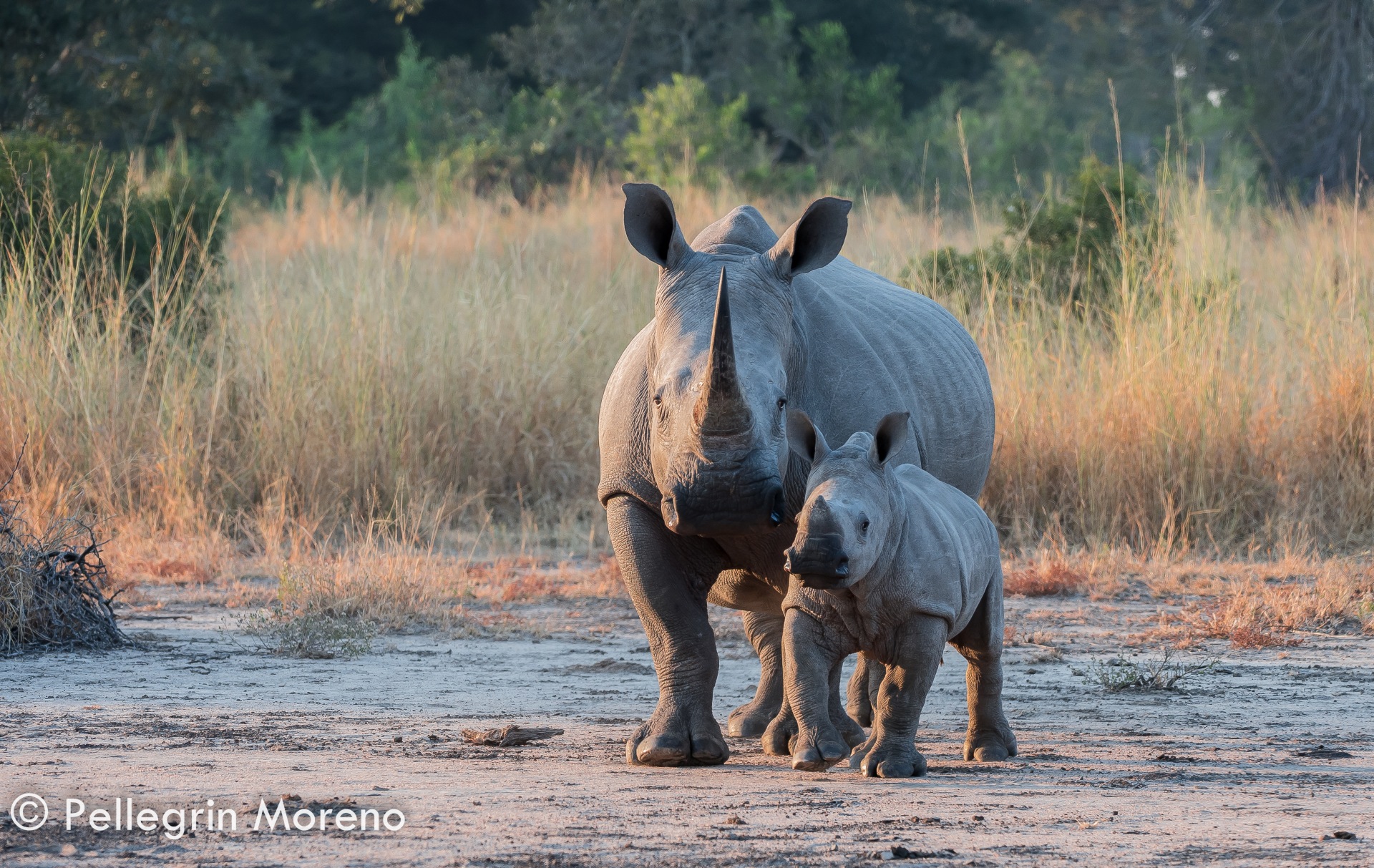 Mamma Rhino & Baby Rhino
