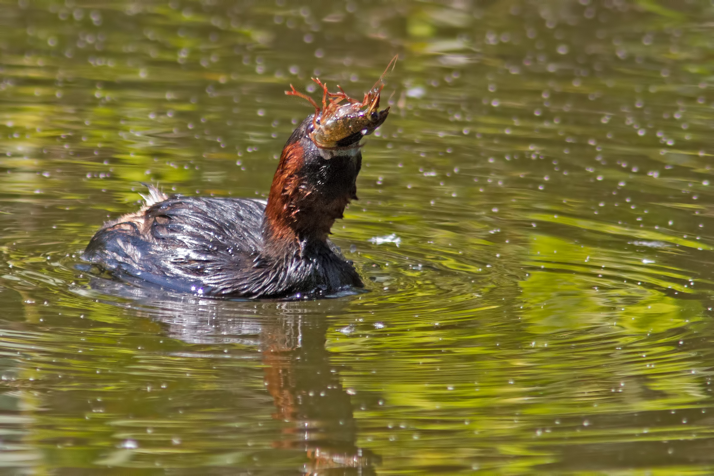 Little Grebe greedy!
