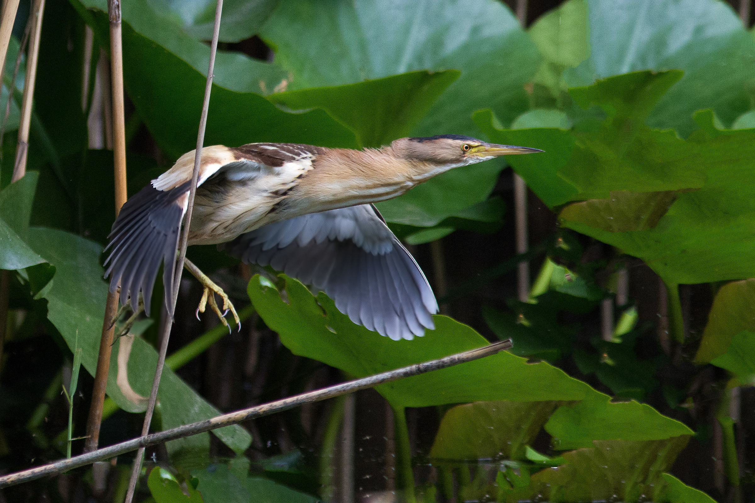 Bittern female flying low over water lilies