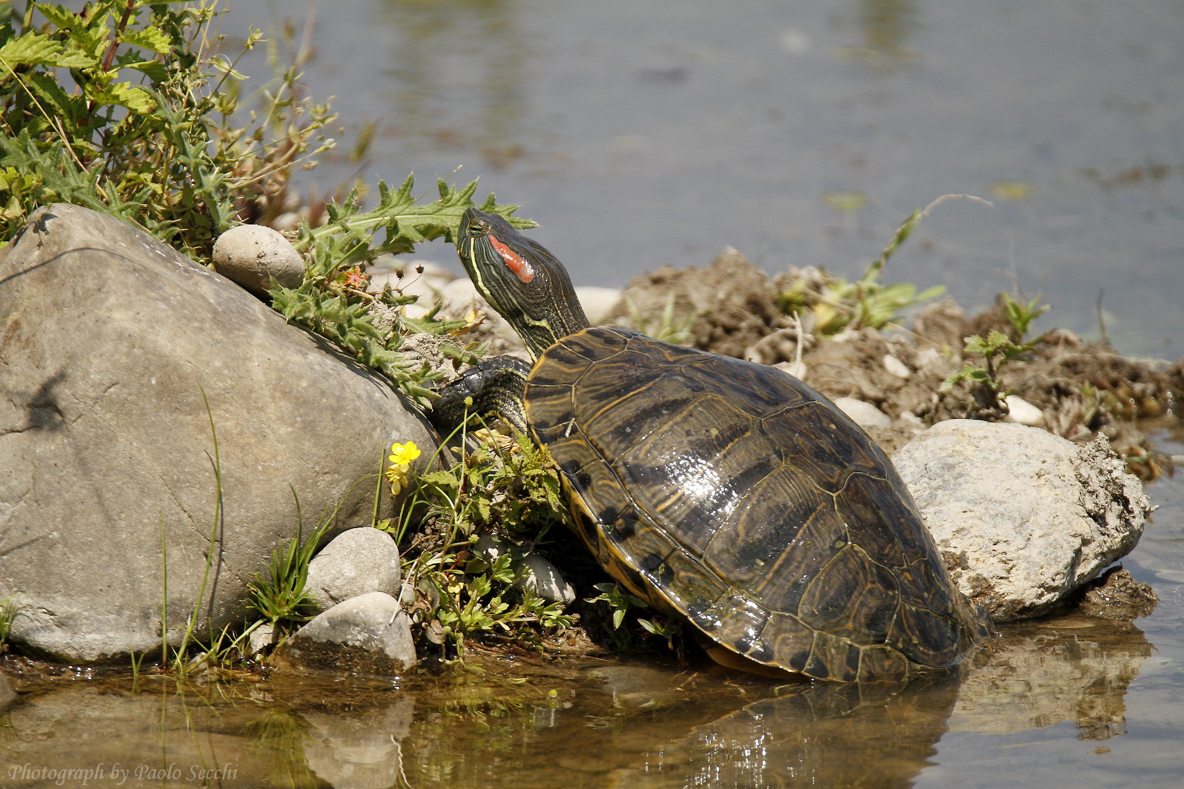 American pond turtle