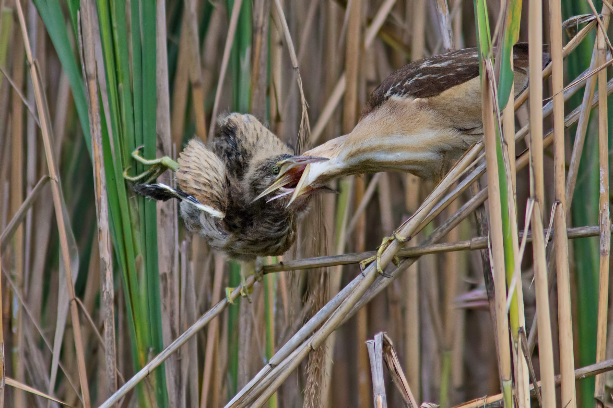 The 'cue of bitterns