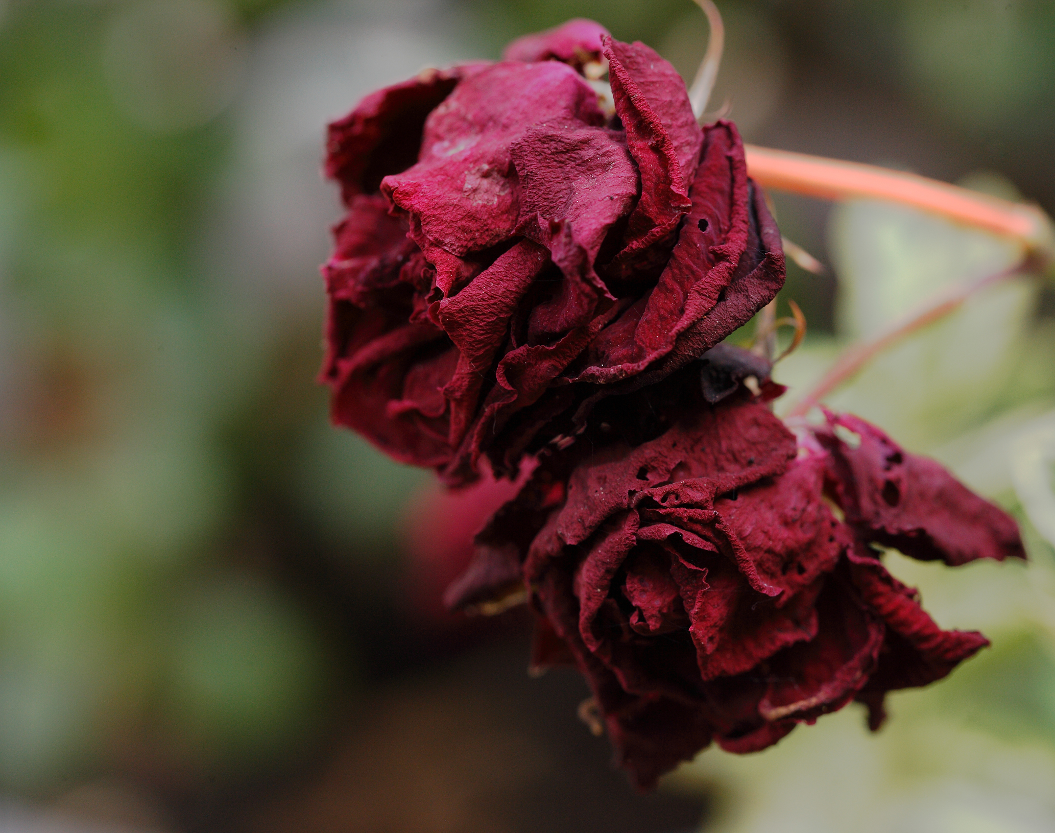 Rose - natura crudele