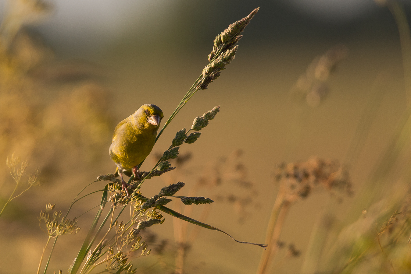 Greenfinch