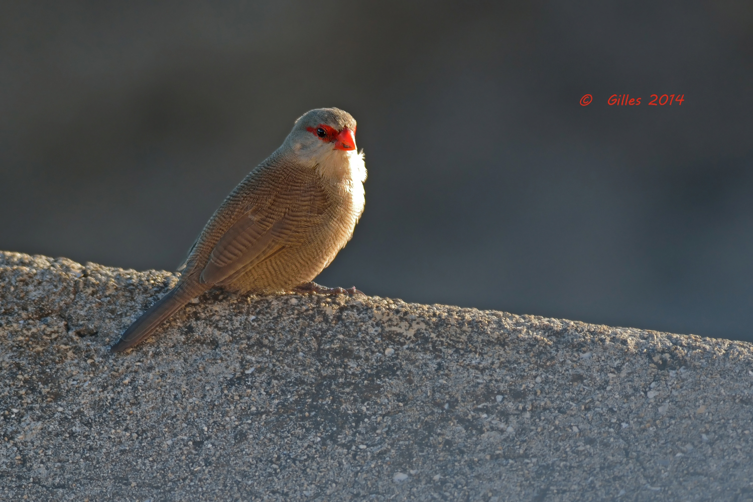 Astrilde common (Estrilda astrild)