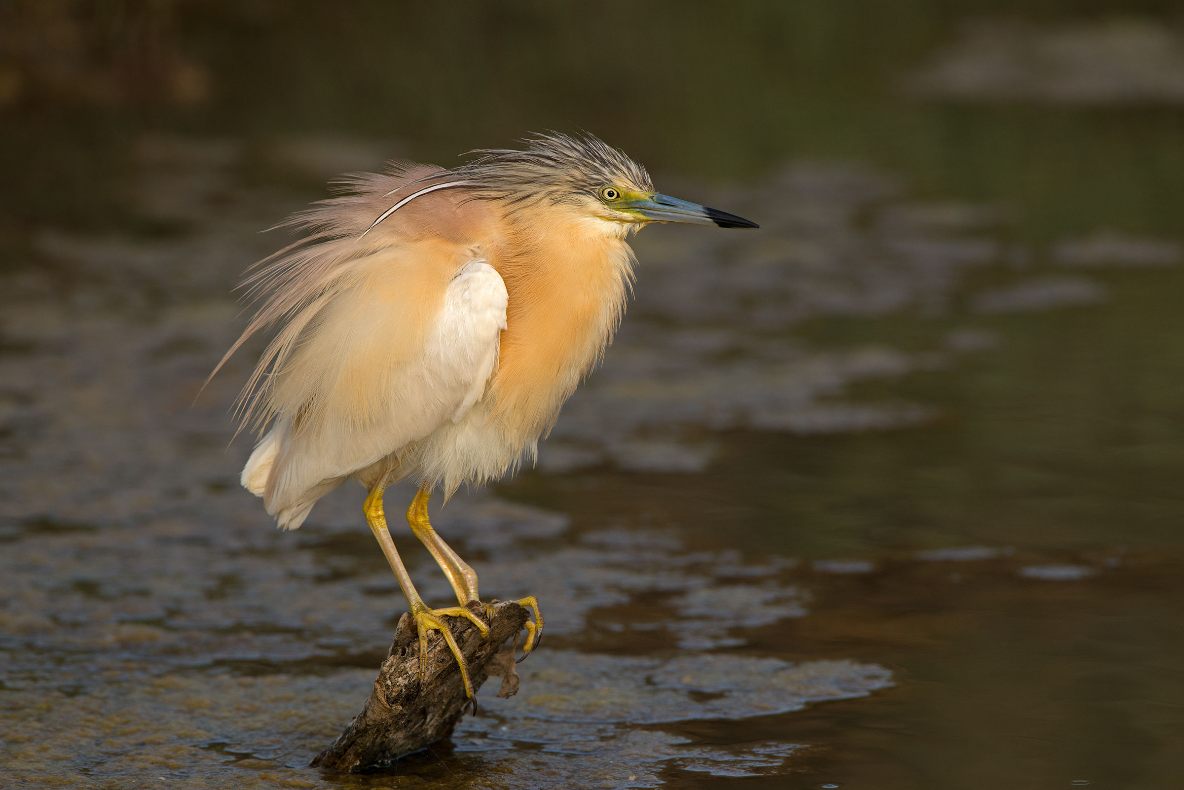 sgarza ciuffetto arruffata
