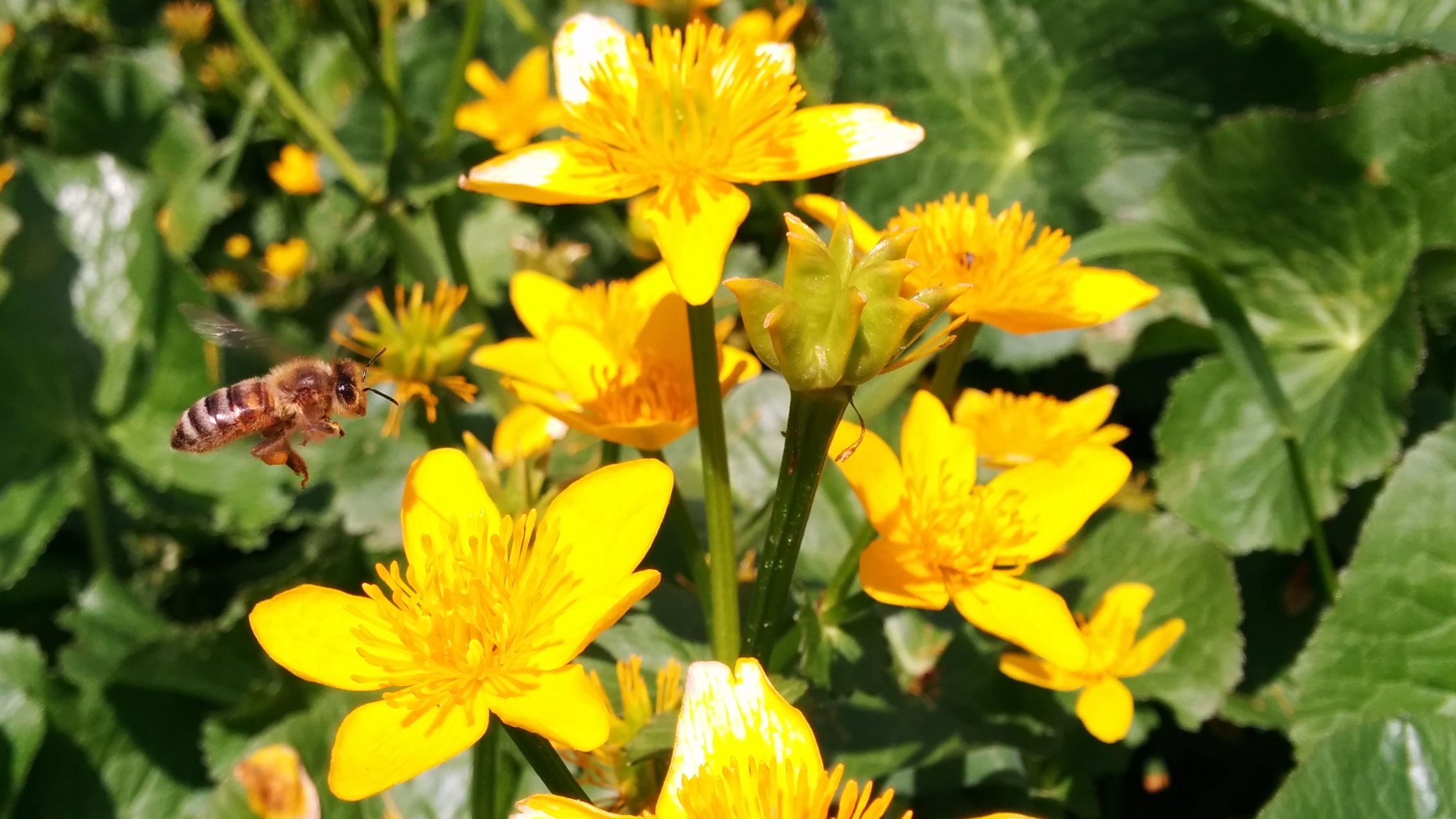 Atterraggio sul pianeta Fiore