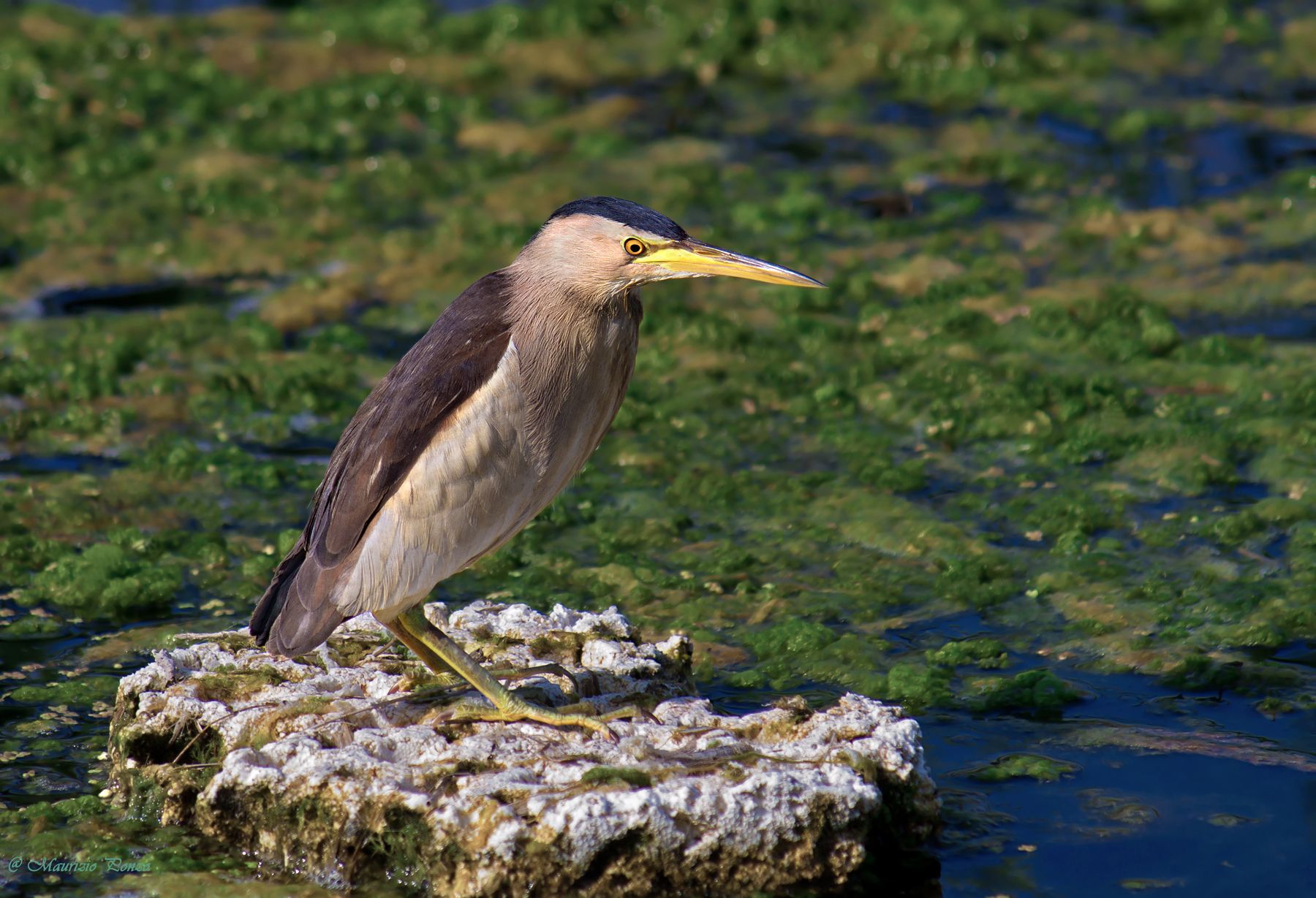 C: \ \ Users \ \ User \ \ AppData \ \ Local \ \ Temp \ \ Sav...