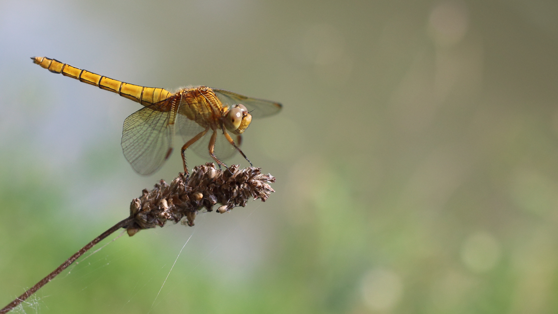 Yellow dragonfly