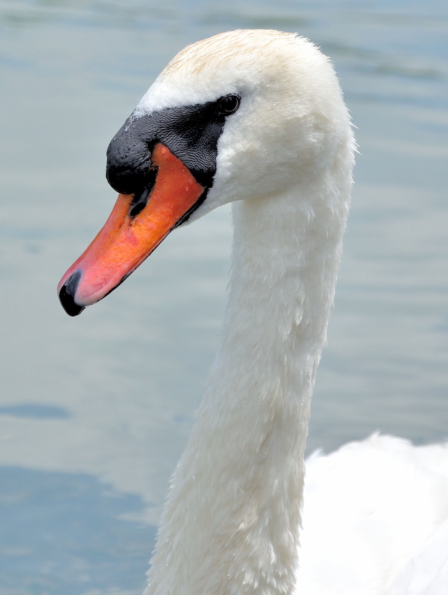 Sua maestà il Cigno