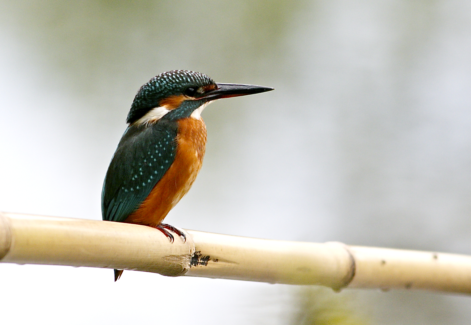 il mio primo martino serio