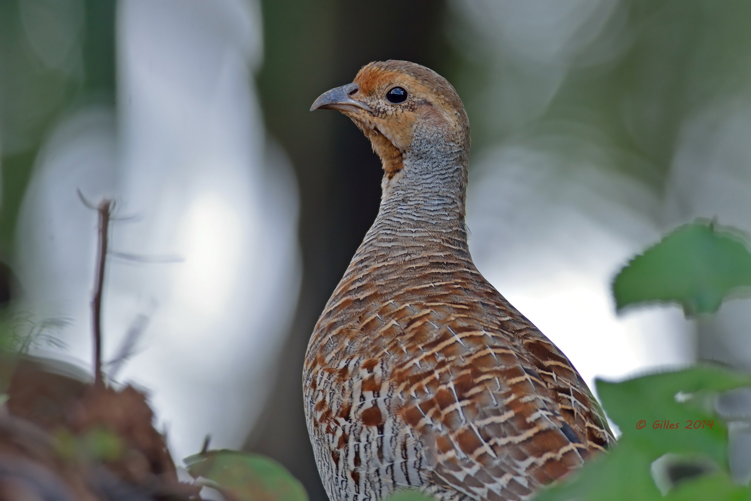 Francolino dipinto persiano (Francolinus pondicerianus)