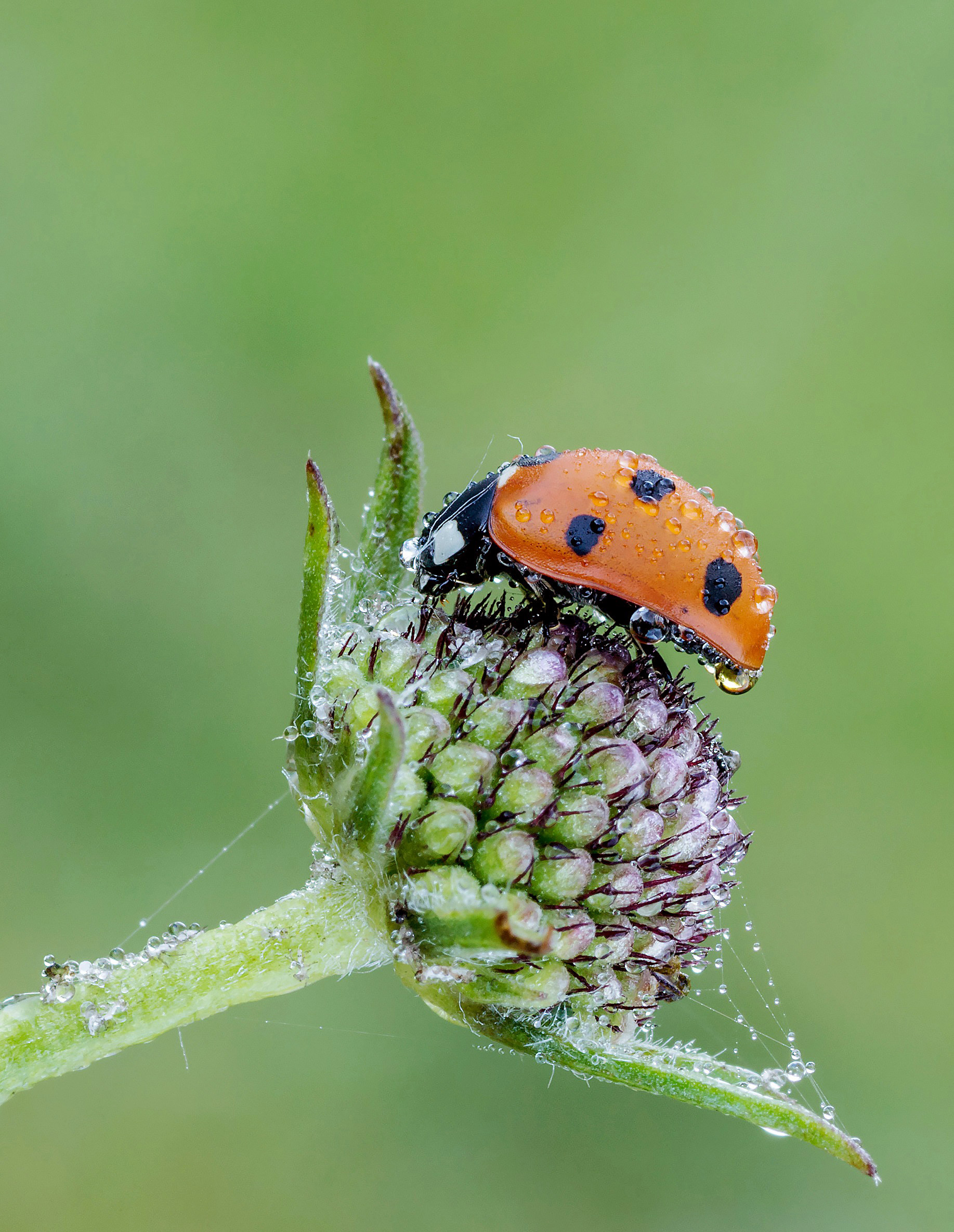 Coccinella...