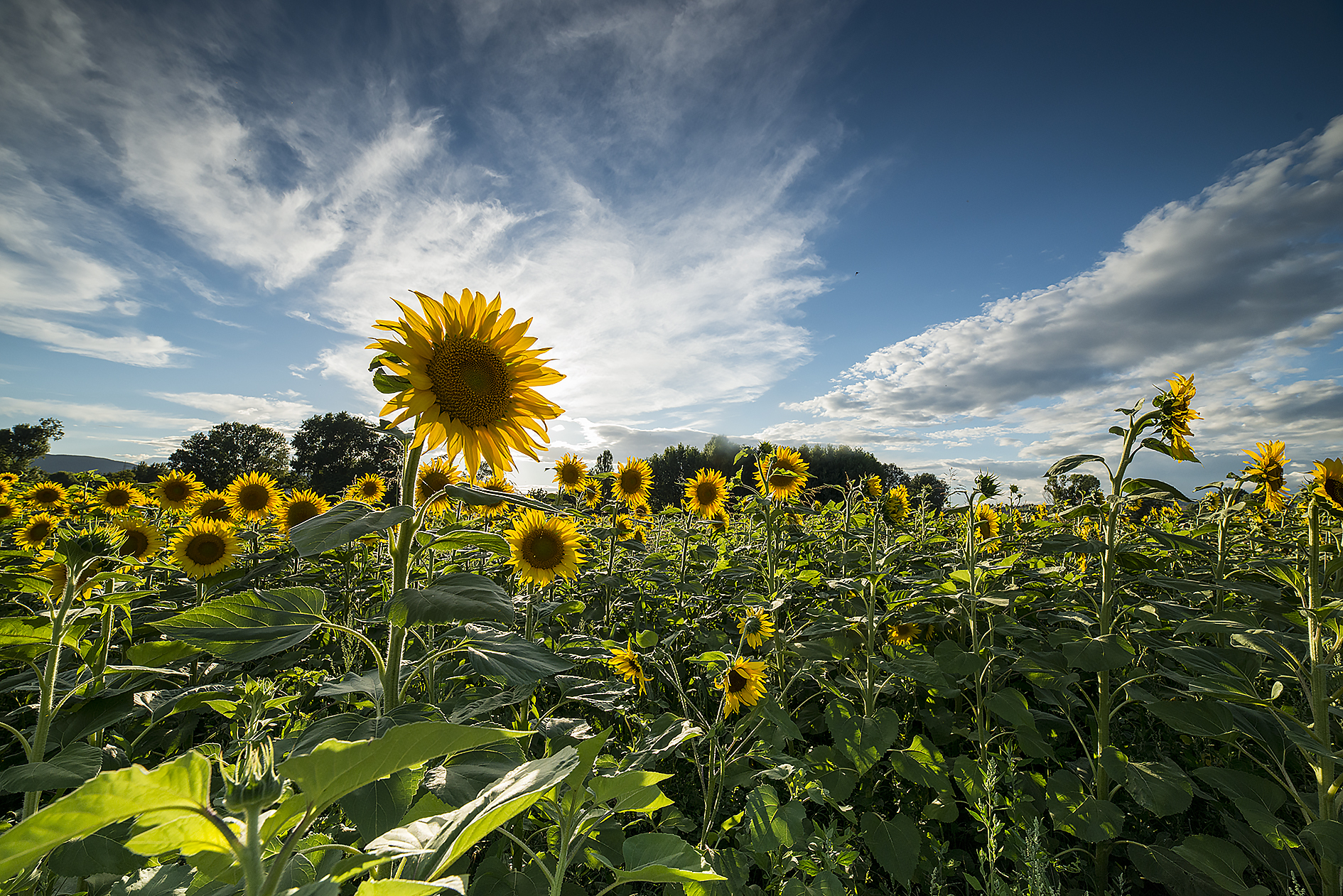 Campaigns Narnesi 14
